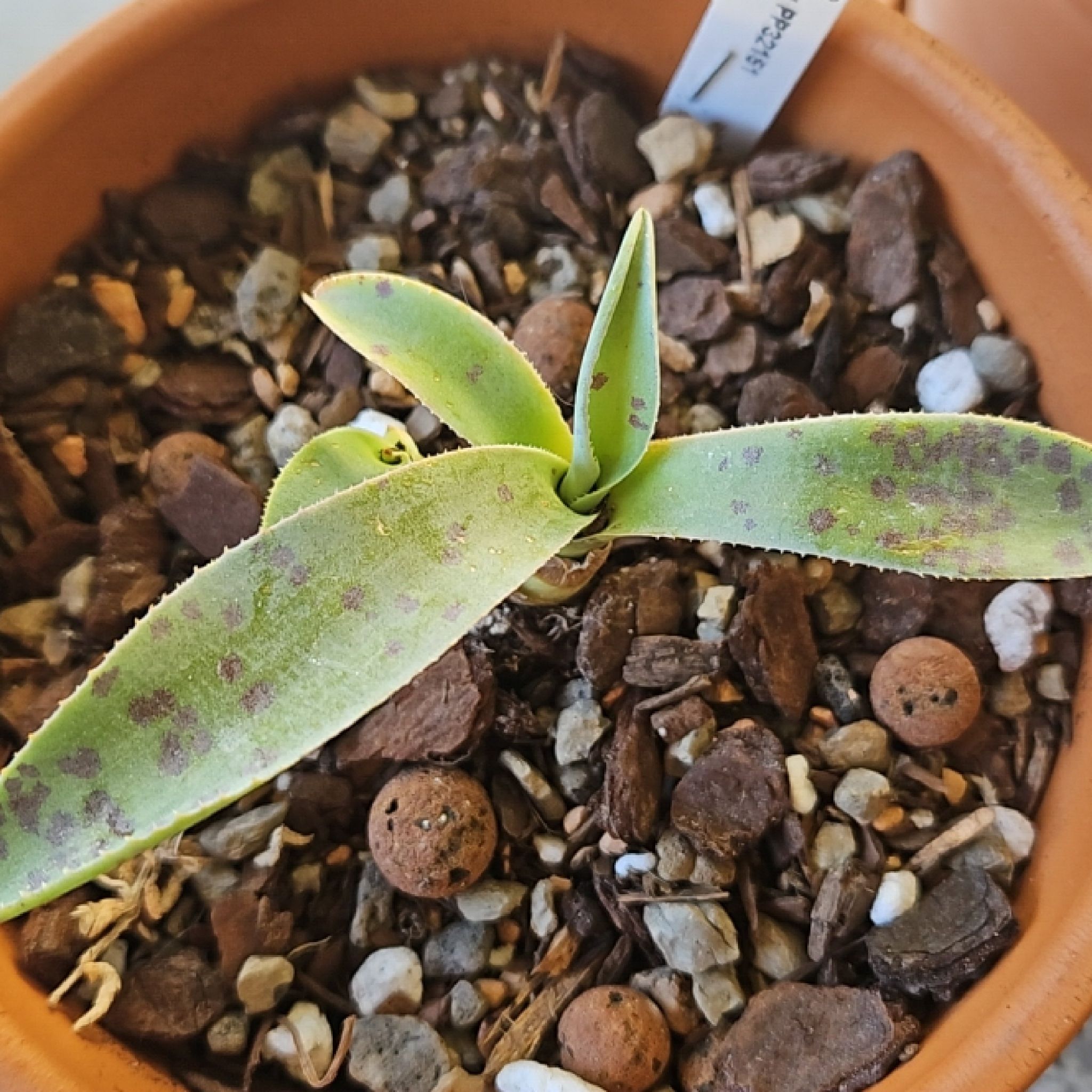 Photo of the plant species Mangave 'Aztec King' by @SecureRosegrape named Doja Cat on Greg, the plant care app