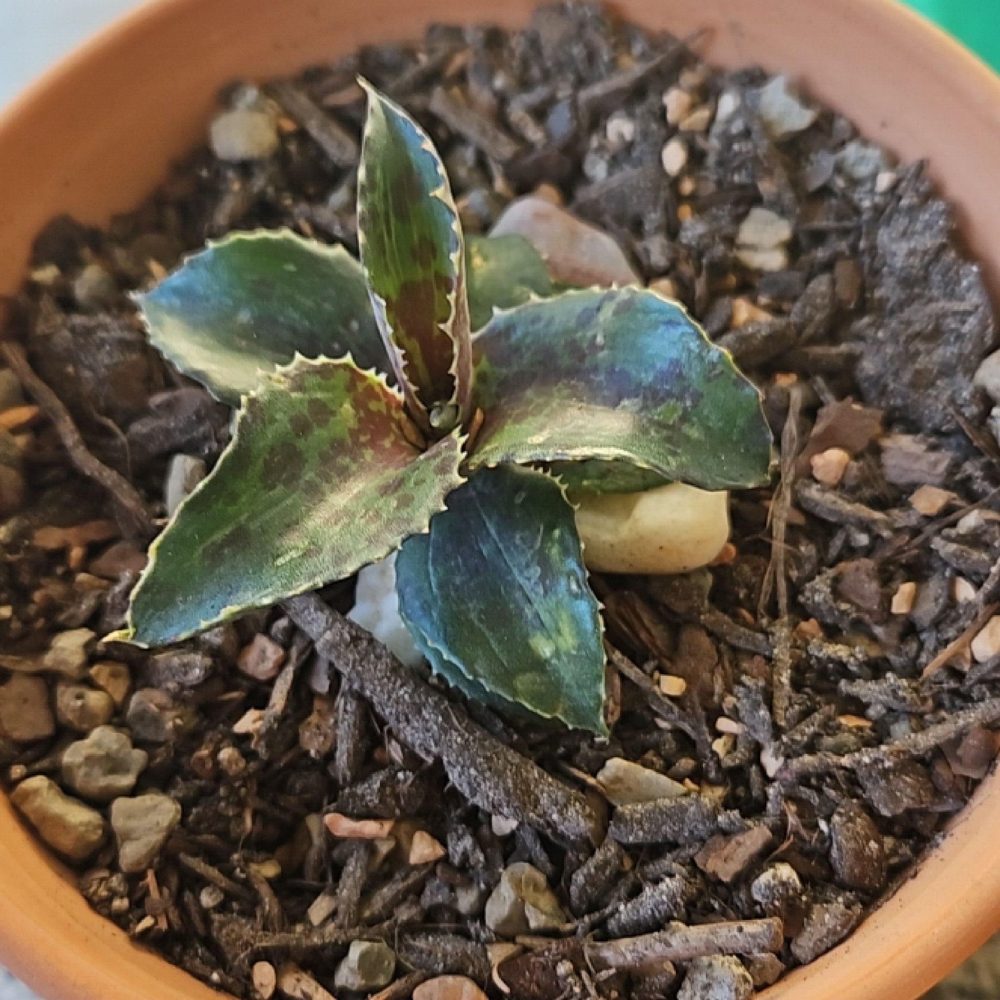 Photo of the plant species Mangave 'Night Owl' by @SecureRosegrape named Tolkien on Greg, the plant care app