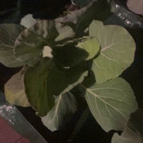 Photo of the plant species Collard Greens by Lovely named Stella on Greg, the plant care app