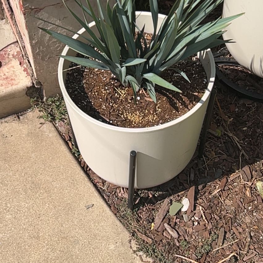Photo of the plant species Dianella 'Clarity Blue' by @FirstrateMelon named Hamilton on Greg, the plant care app