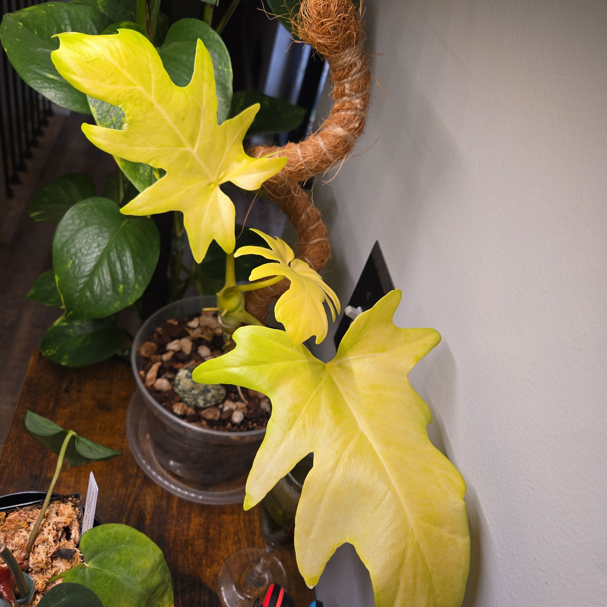 Photo of the plant species Philodendron 'Aurea Flavum' by @NovaRenatus named Marley on Greg, the plant care app