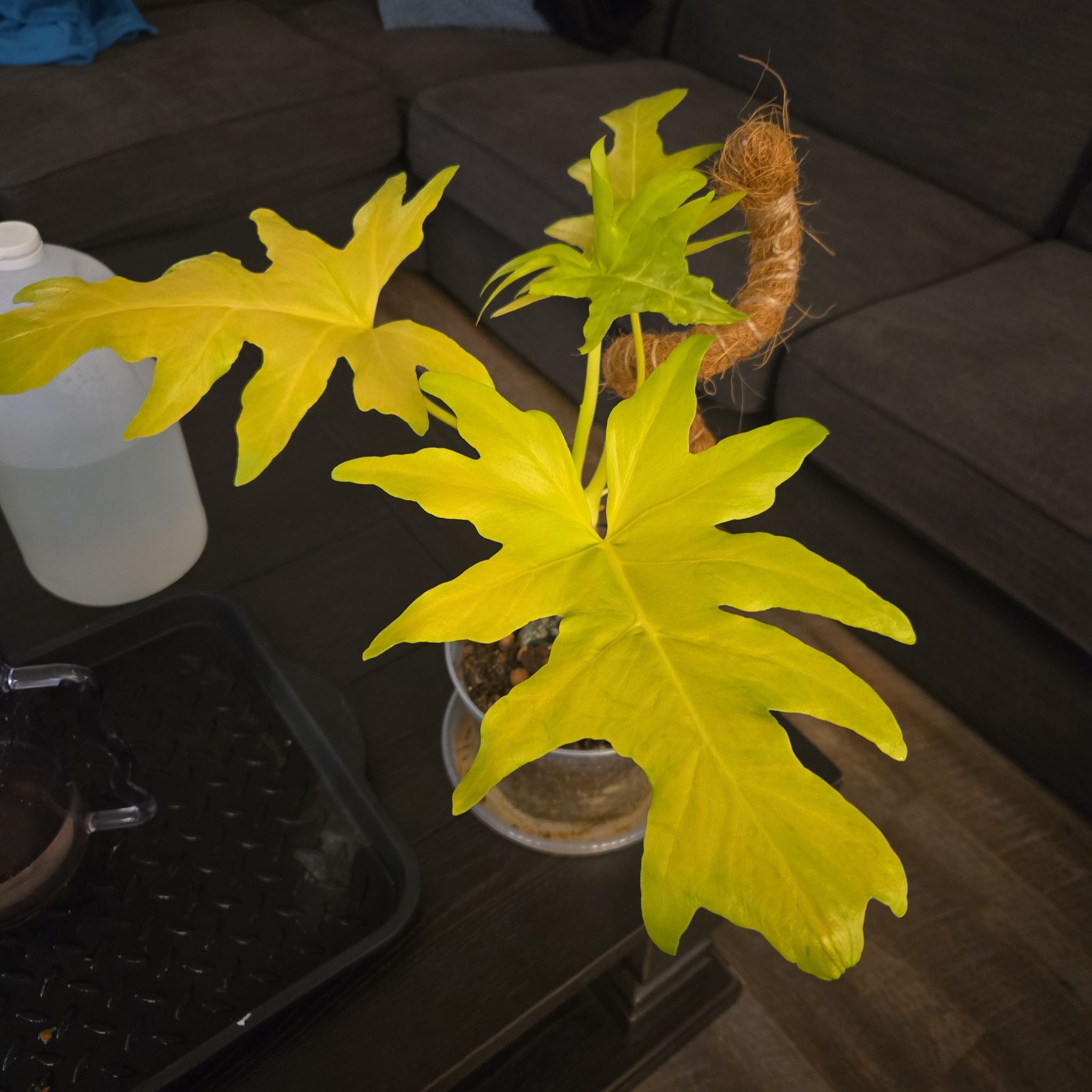 Photo of the plant species Philodendron 'Aurea Flavum' by @NovaRenatus named Marley on Greg, the plant care app