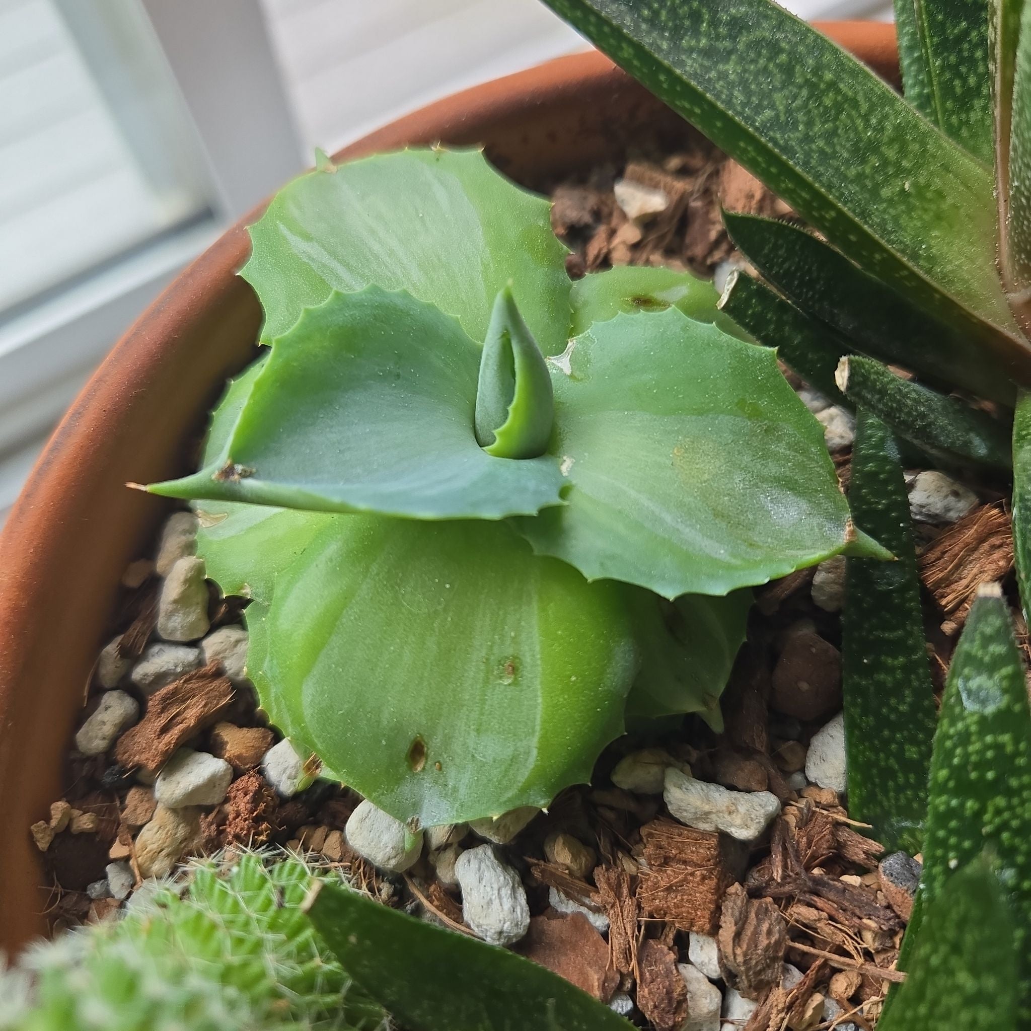Photo of the plant species Agave 'Mediopicta Alba' by @NovaRenatus named Walt on Greg, the plant care app
