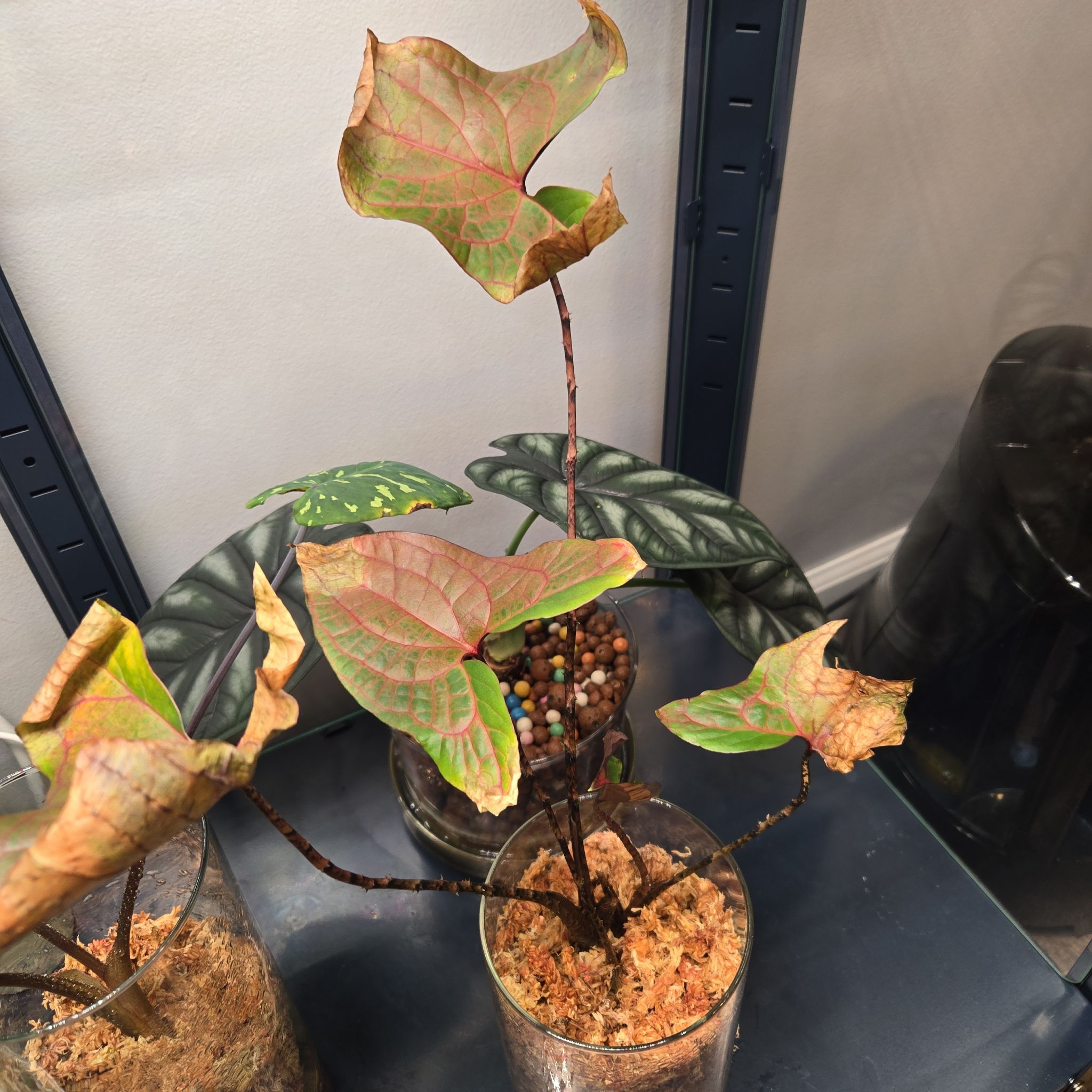 Photo of the plant species Singha Mora by @NovaRenatus named Plato on Greg, the plant care app