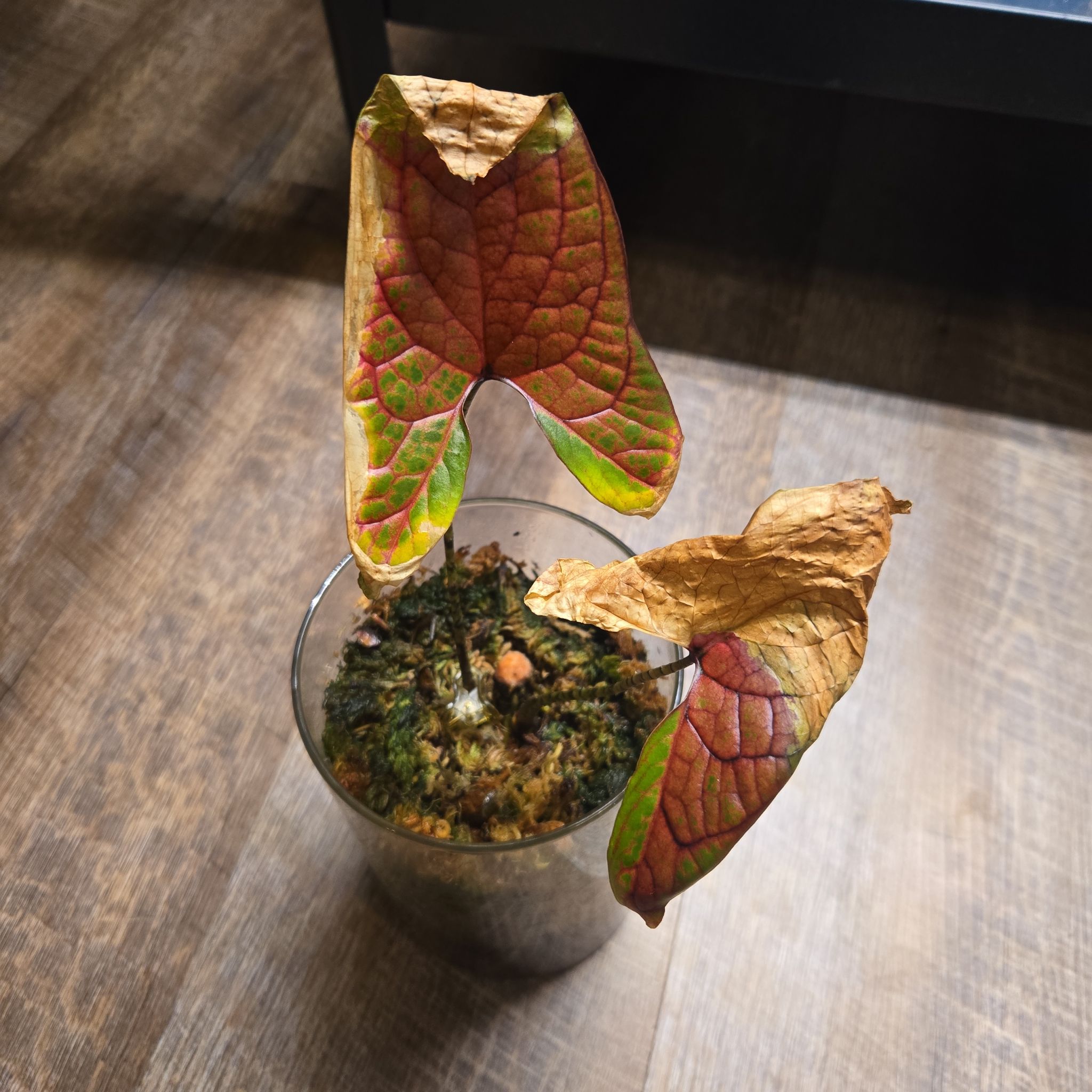 Photo of the plant species Singha Mora by @NovaRenatus named Plato on Greg, the plant care app