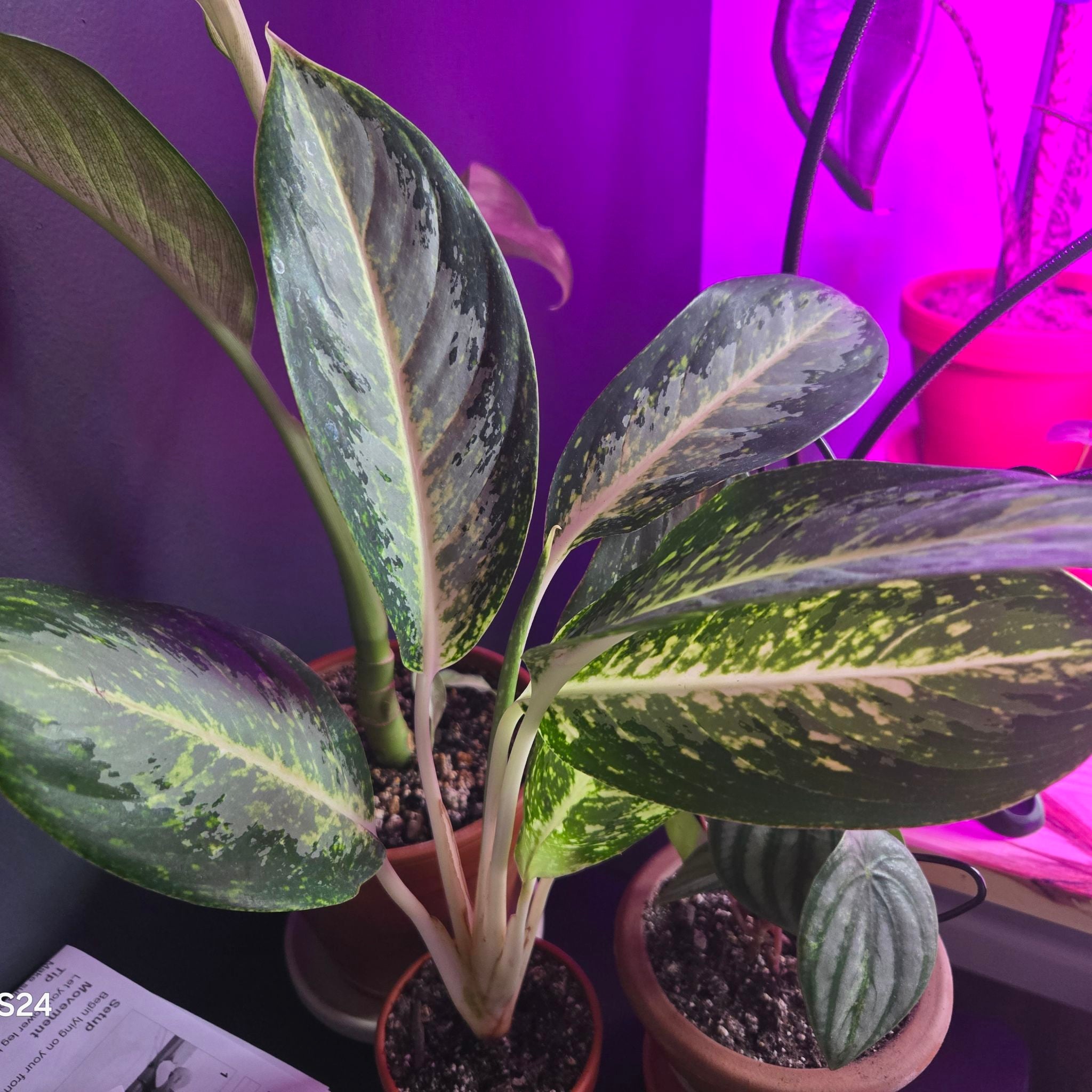 Plant care for Anthurium aylwardianum on Greg, the plant care app