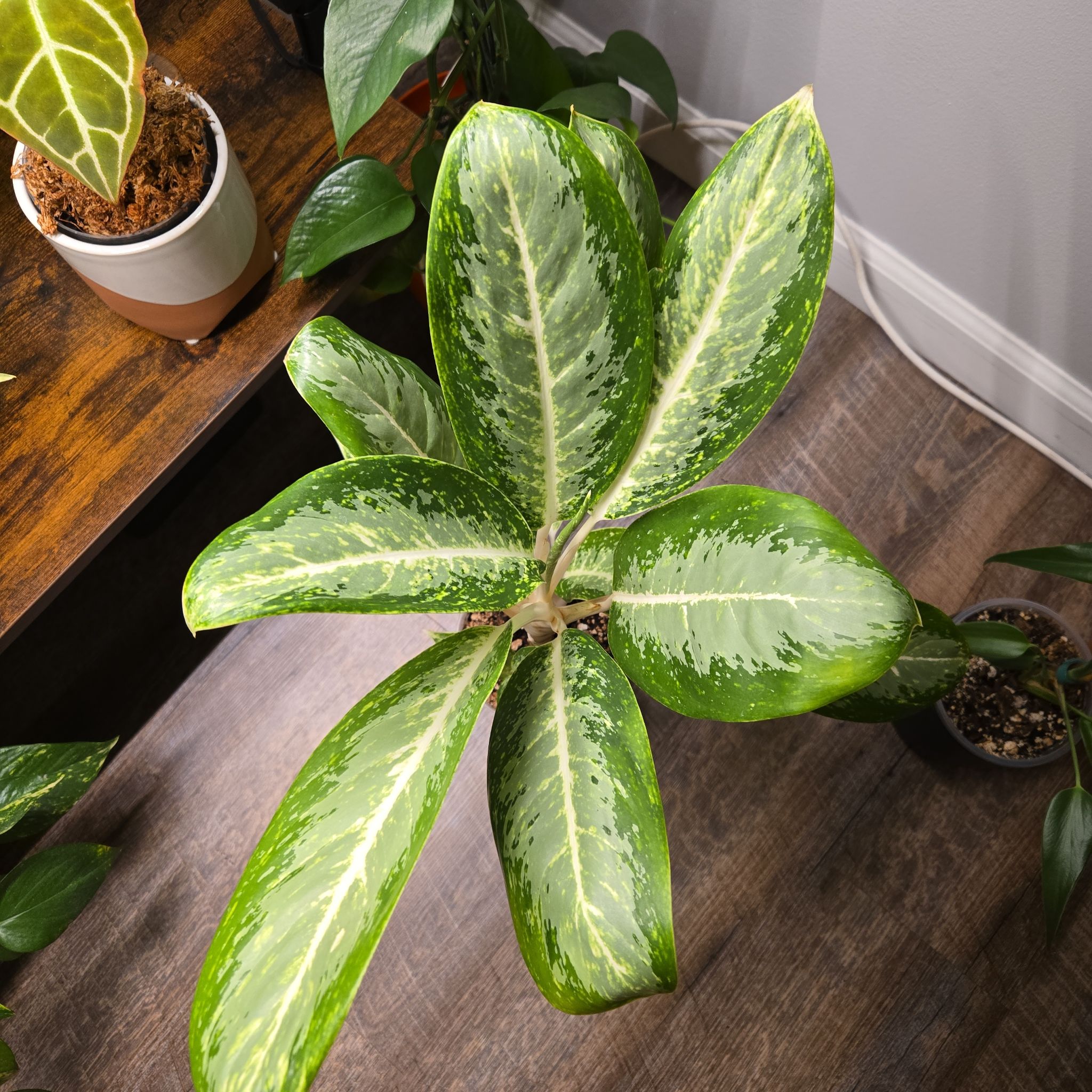 Photo of the plant species Aglaonema 'Milky Way' by @NovaRenatus named Captain Plant-it on Greg, the plant care app