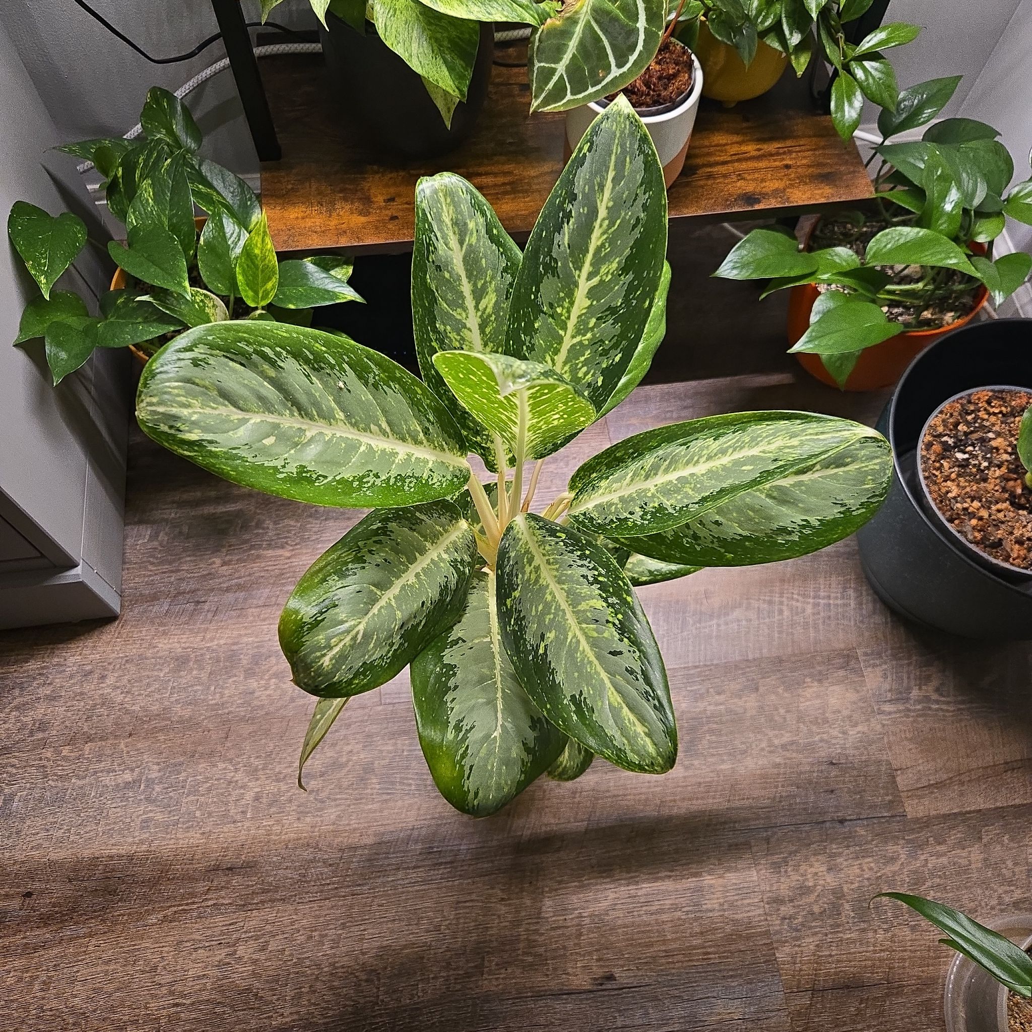Photo of the plant species Aglaonema 'Milky Way' by @NovaRenatus named Captain Plant-it on Greg, the plant care app