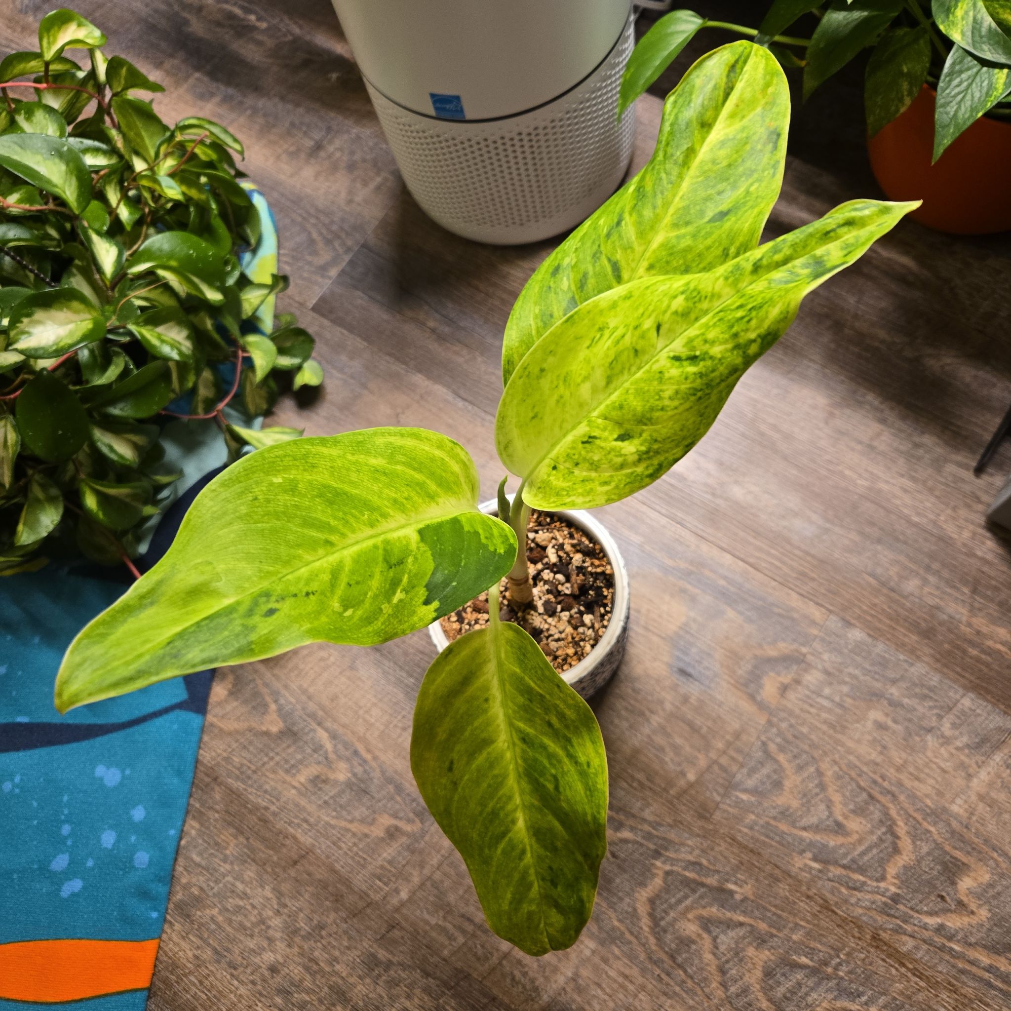 Photo of the plant species Aglaonema fumeum by @NovaRenatus named Sonny on Greg, the plant care app