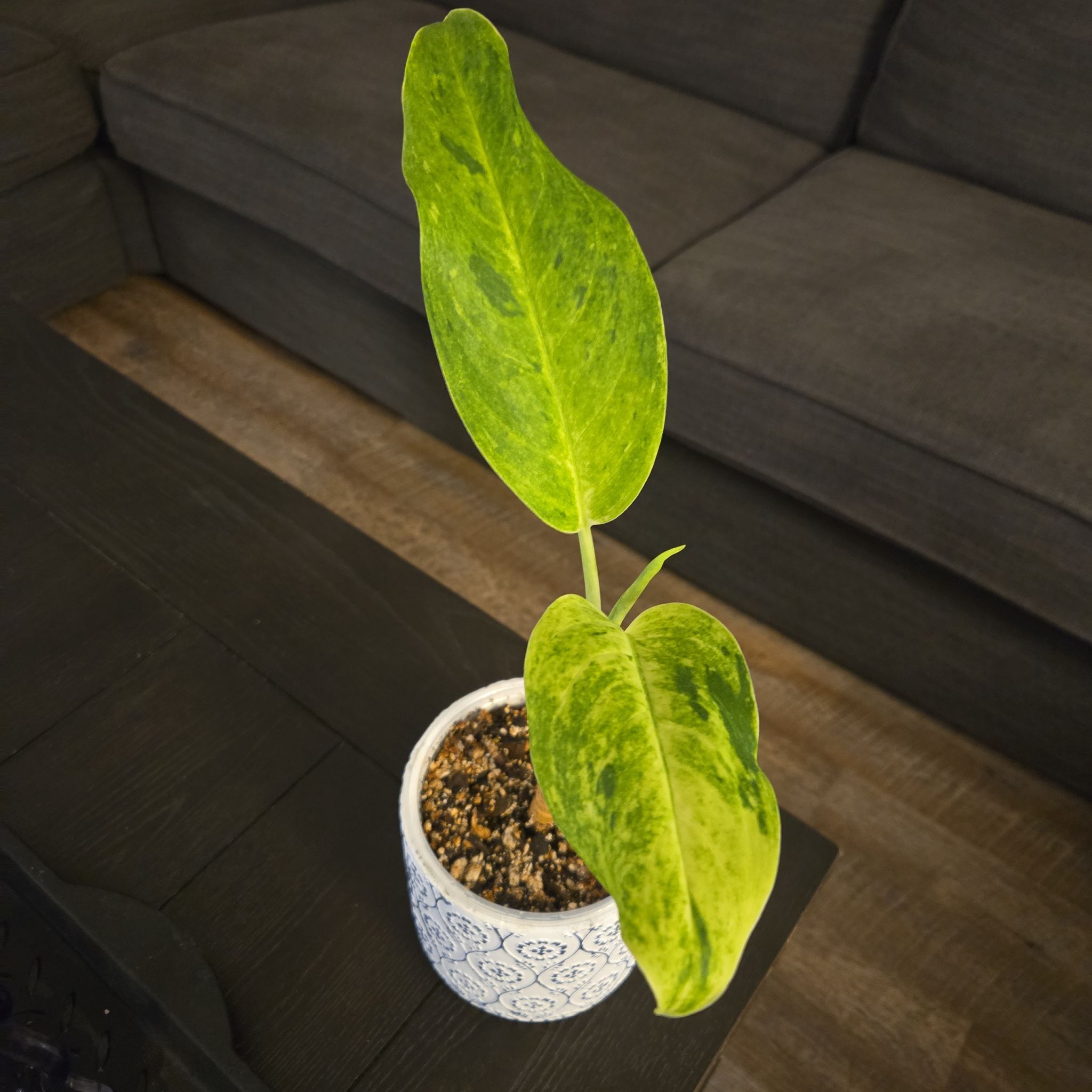 Photo of the plant species Aglaonema fumeum by @NovaRenatus named Sonny on Greg, the plant care app