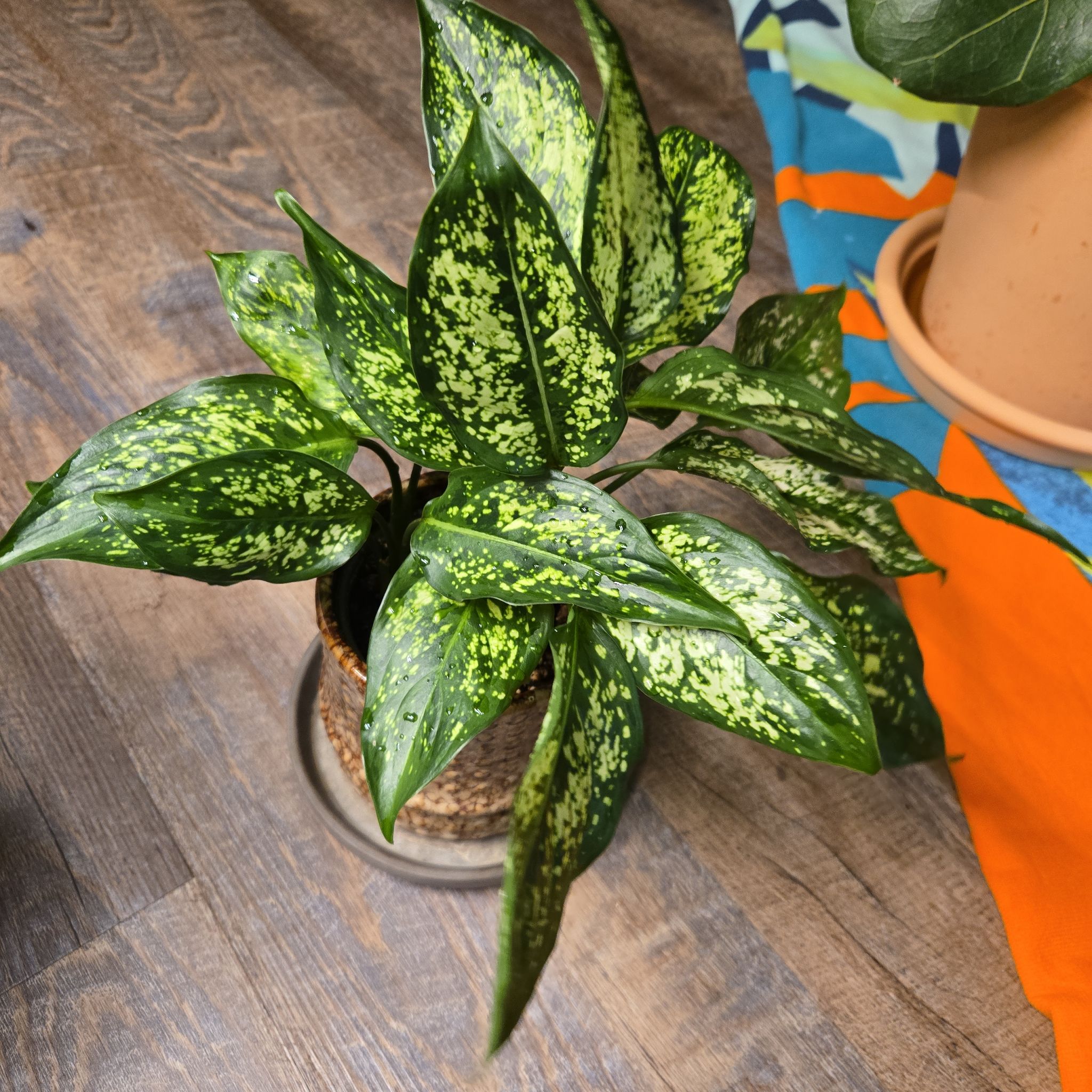 Photo of the plant species Aglaonema 'Osaka' by @NovaRenatus named Mr. Miyagi on Greg, the plant care app