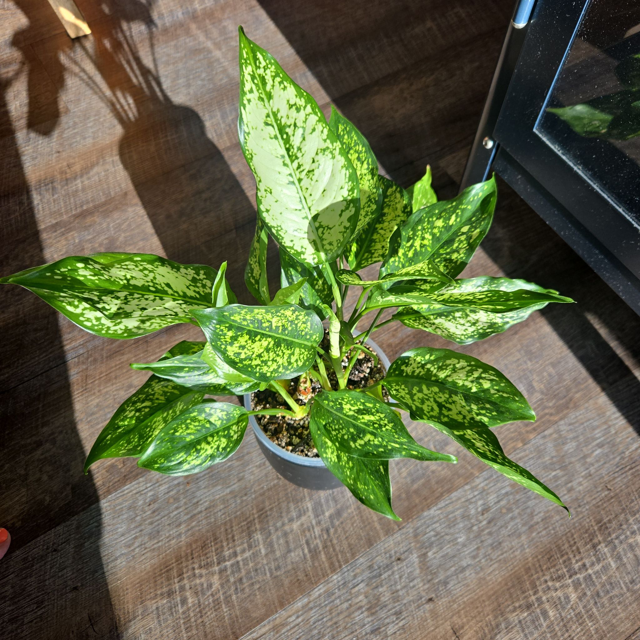 Photo of the plant species Aglaonema 'Osaka' by @NovaRenatus named Mr. Miyagi on Greg, the plant care app
