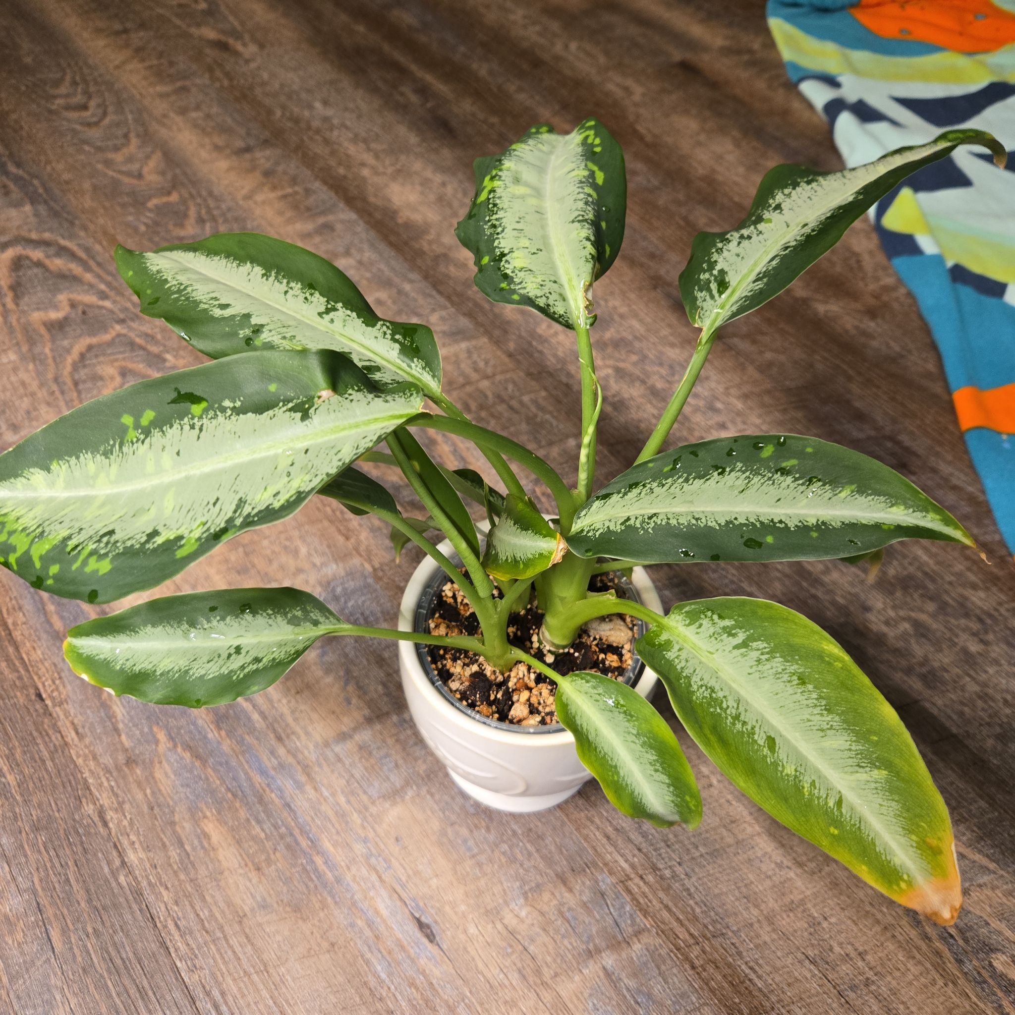 Photo of the plant species Dieffenbachia 'Panther' by @NovaRenatus named Bagheera on Greg, the plant care app