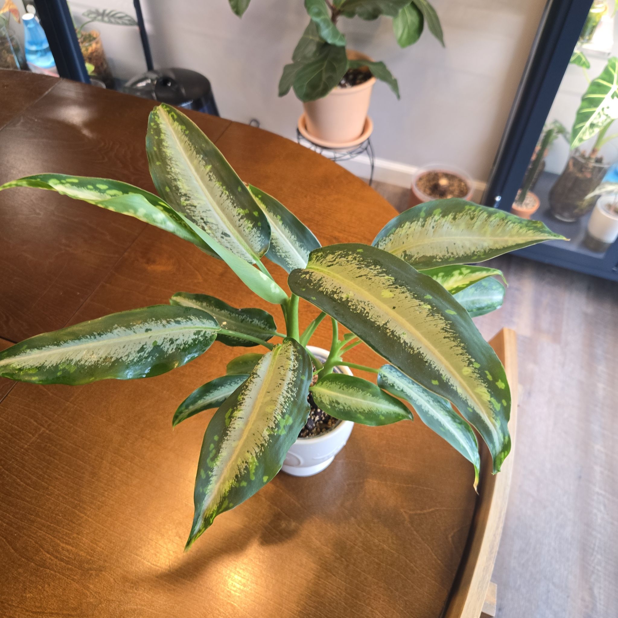Photo of the plant species Dieffenbachia 'Panther' by @NovaRenatus named Bagheera on Greg, the plant care app