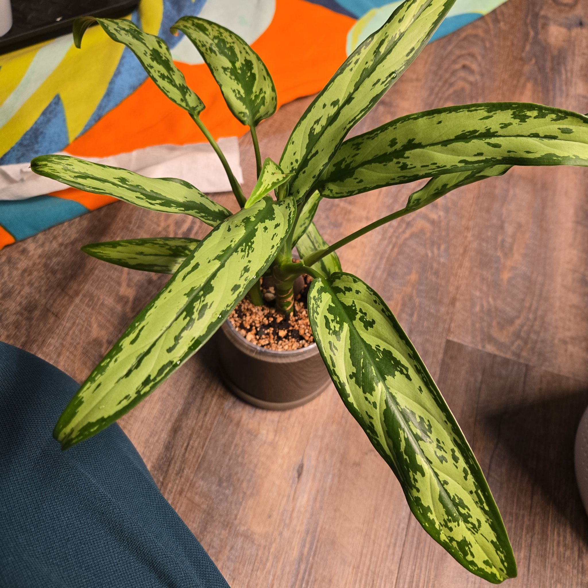 Photo of the plant species Aglaonema 'Cutlass' by @NovaRenatus named Blade on Greg, the plant care app