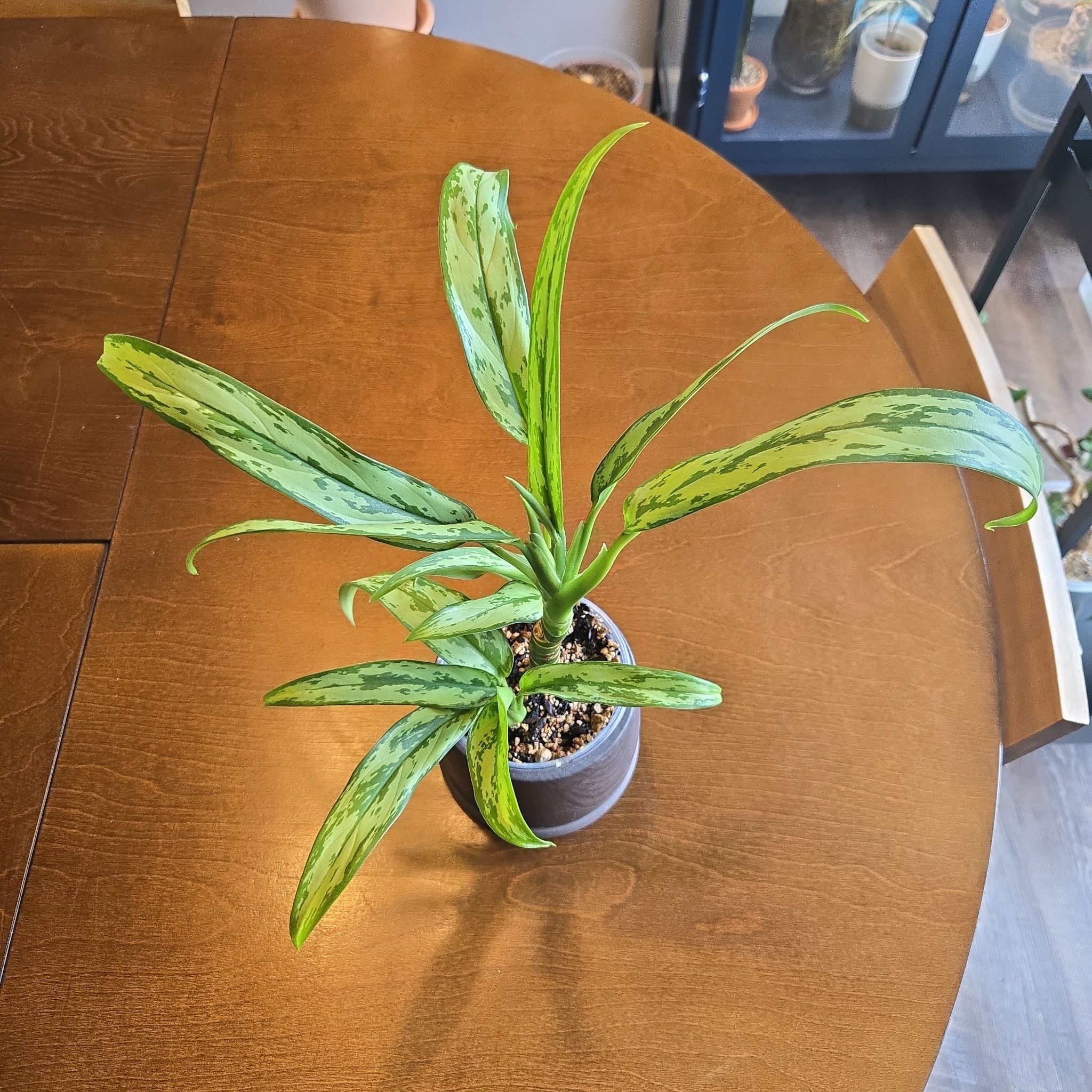 Photo of the plant species Aglaonema 'Cutlass' by @NovaRenatus named Blade on Greg, the plant care app