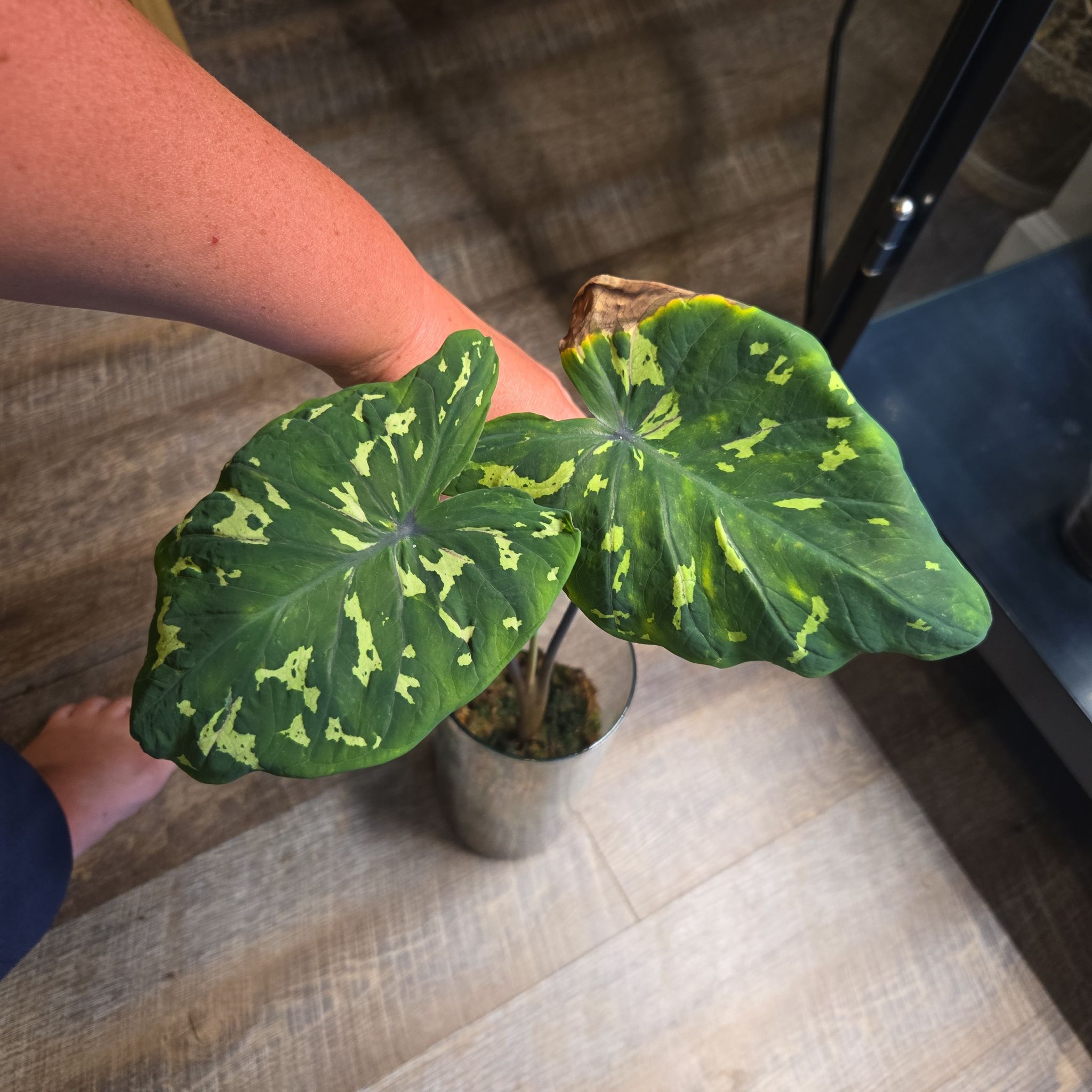 Photo of the plant species Hilo Beauty by @NovaRenatus named Frankie on Greg, the plant care app