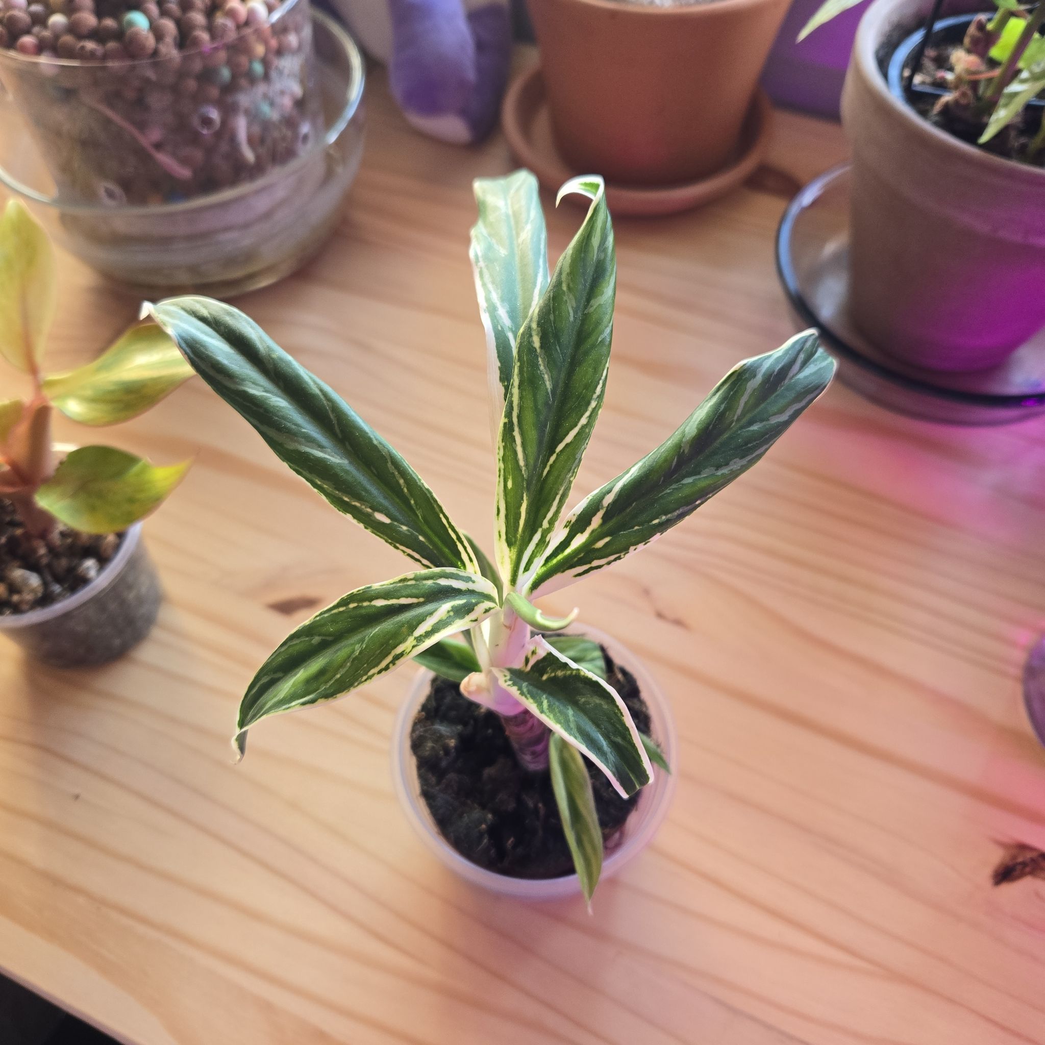 Photo of the plant species Chinese Evergreen by @NovaRenatus named Orwell on Greg, the plant care app