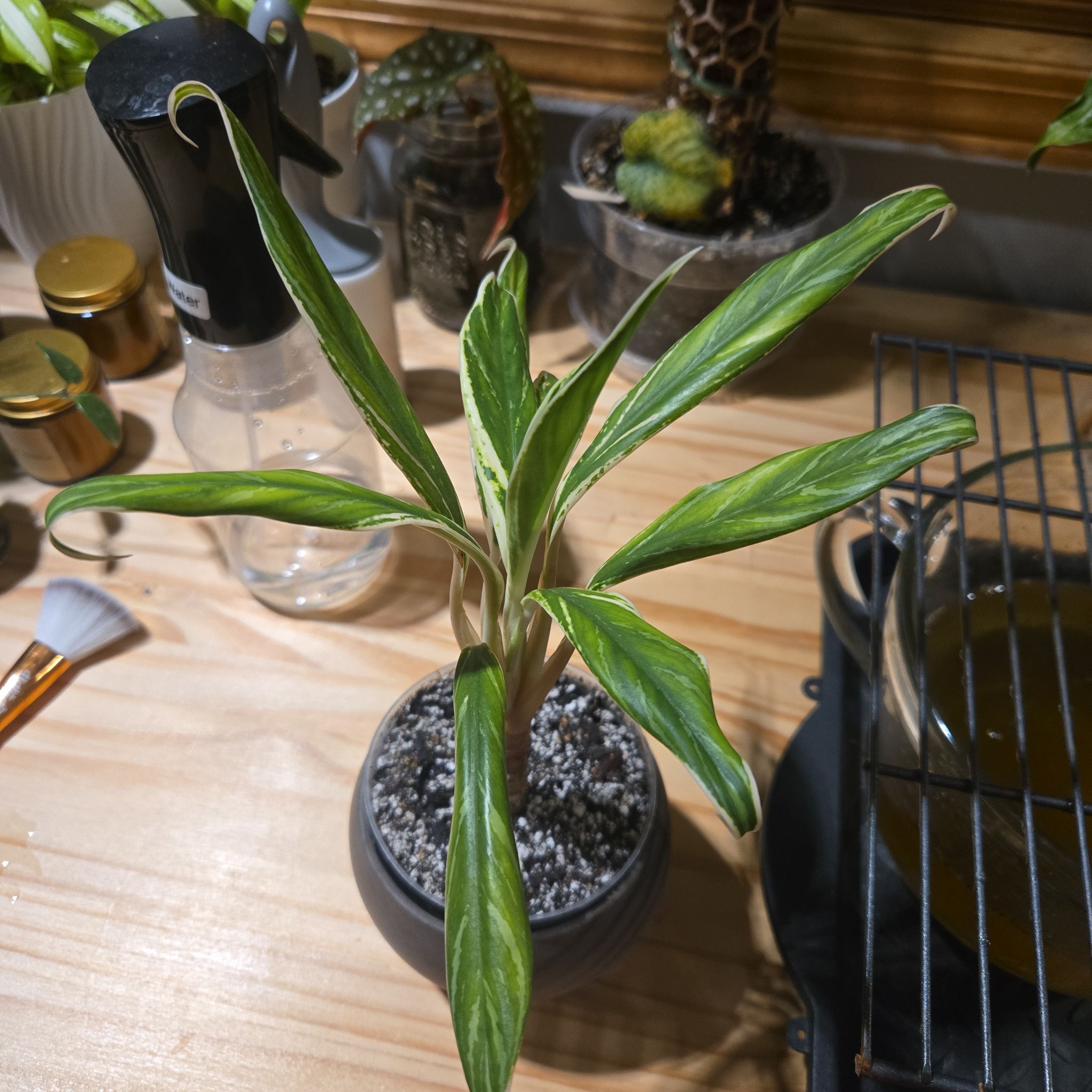 Photo of the plant species Chinese Evergreen by @NovaRenatus named Orwell on Greg, the plant care app