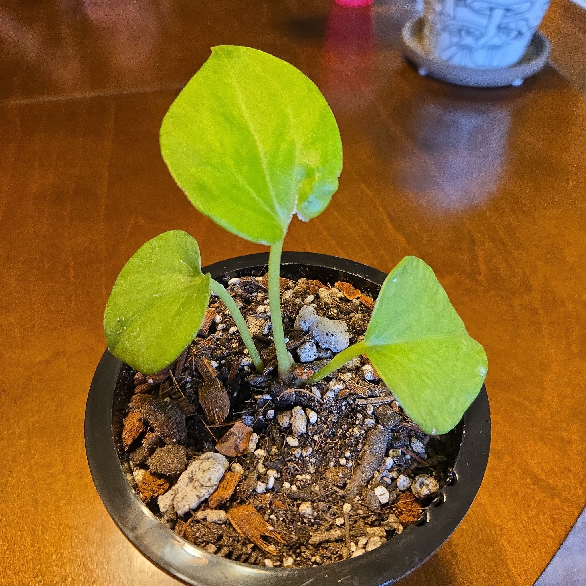 Photo of the plant species Delta Force Anthurium by @NovaRenatus named Maverick on Greg, the plant care app