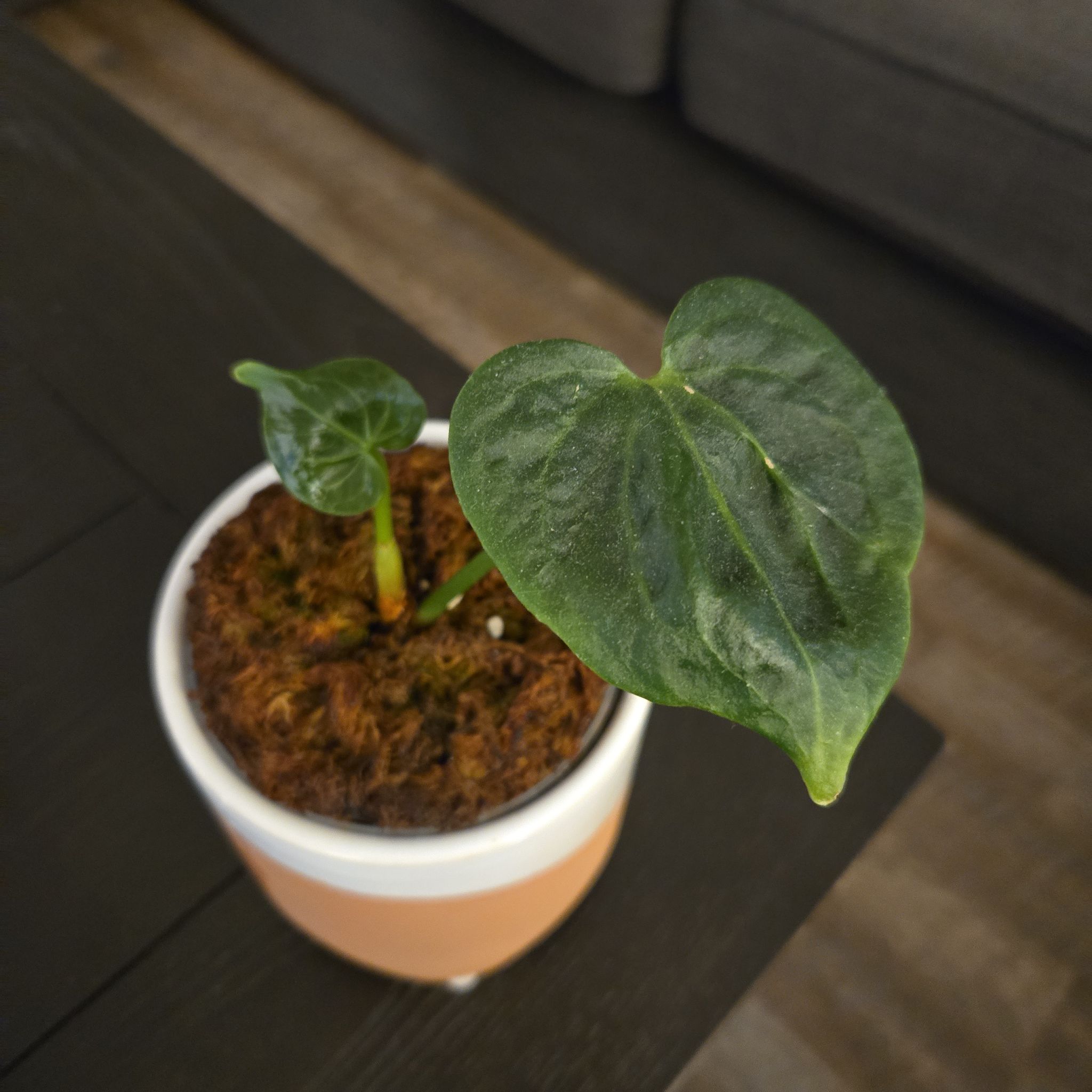 Photo of the plant species Delta Force Anthurium by @NovaRenatus named Maverick on Greg, the plant care app