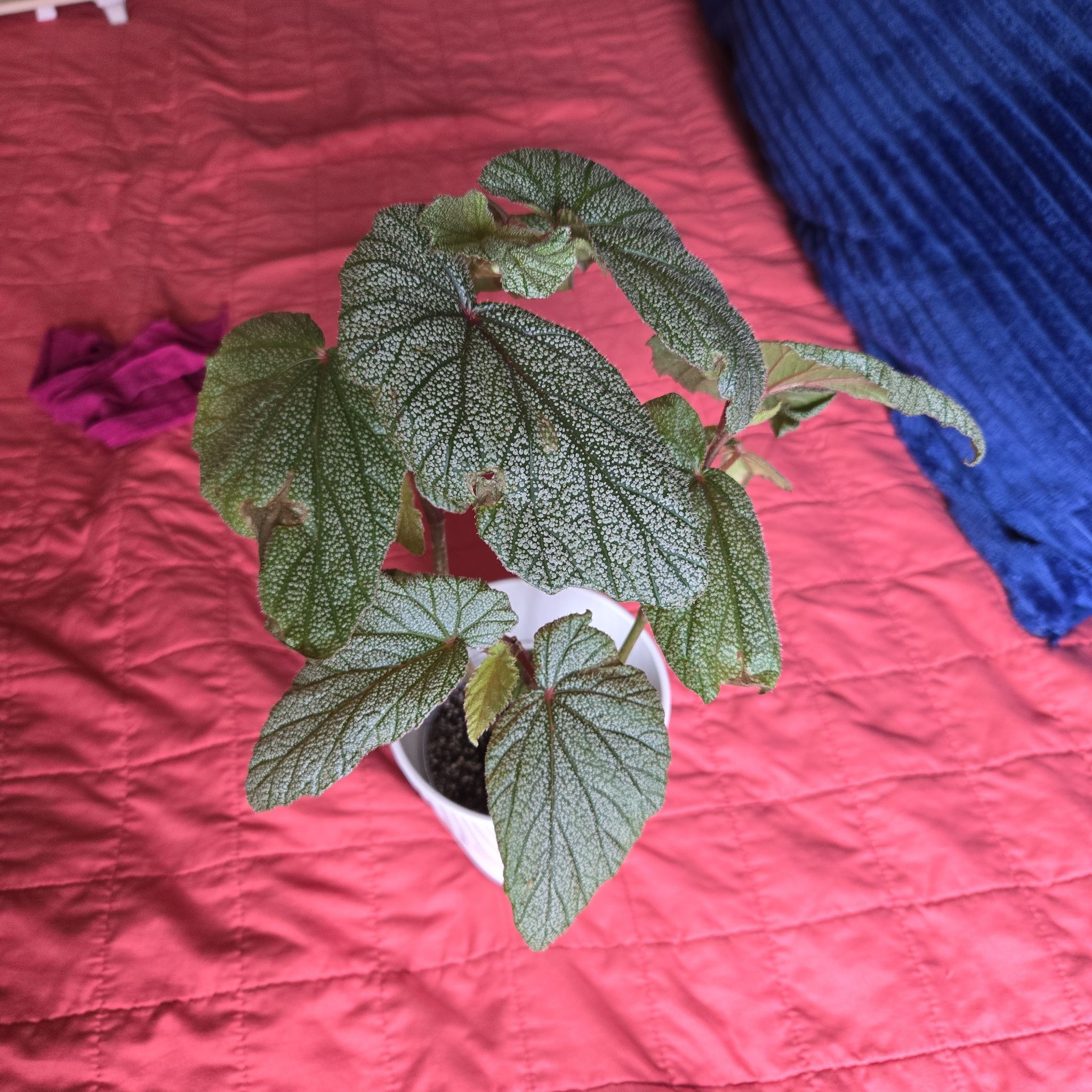 Photo of the plant species Begonia 'Sinbad' by @NovaRenatus named Sinbad on Greg, the plant care app