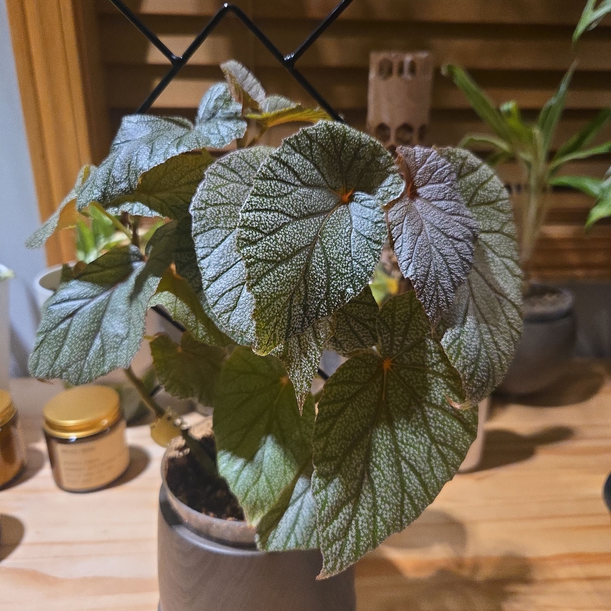 Photo of the plant species Begonia 'Sinbad' by @NovaRenatus named Sinbad on Greg, the plant care app