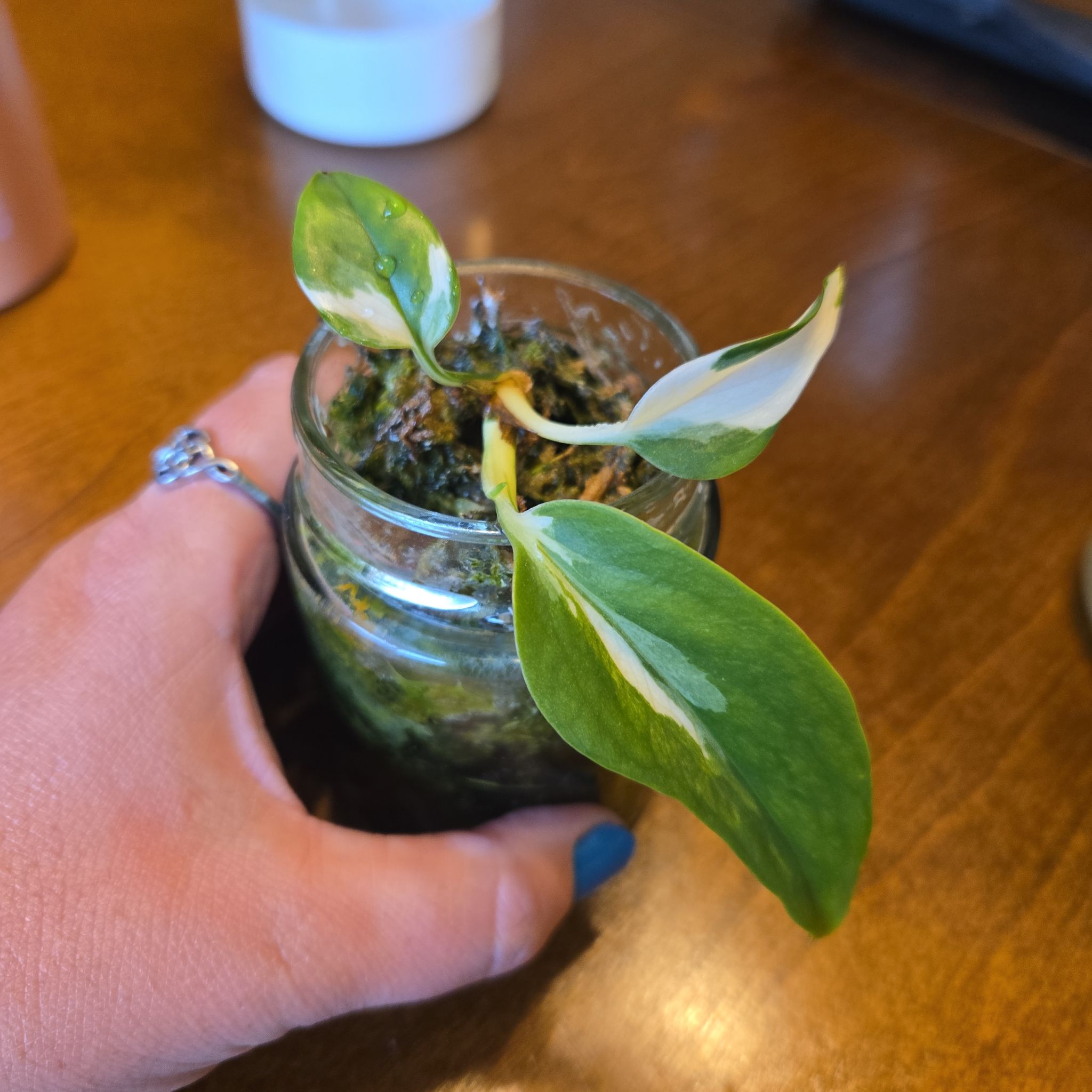 Photo of the plant species Mutant Manjula Pothos by @NovaRenatus named Michelangelo on Greg, the plant care app