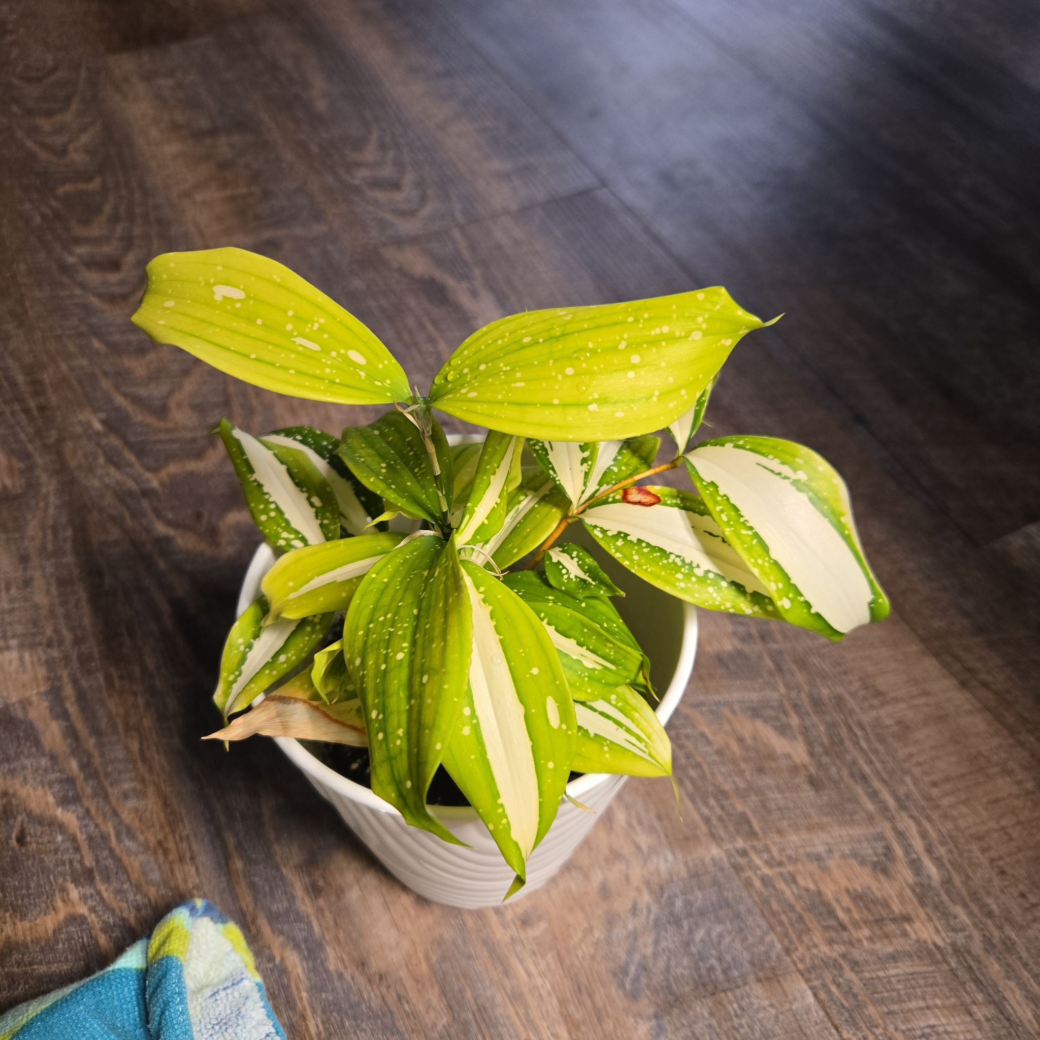 Photo of the plant species Dracaena 'Milky Way' by @NovaRenatus named Tali on Greg, the plant care app