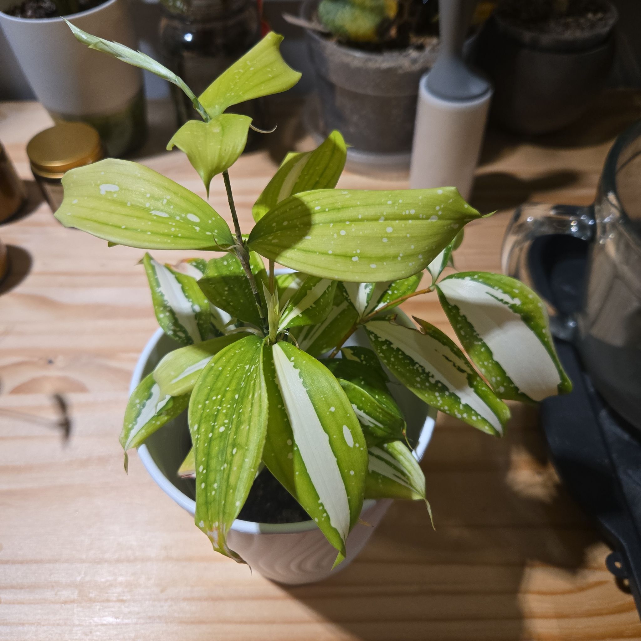 Photo of the plant species Dracaena 'Milky Way' by @NovaRenatus named Tali on Greg, the plant care app