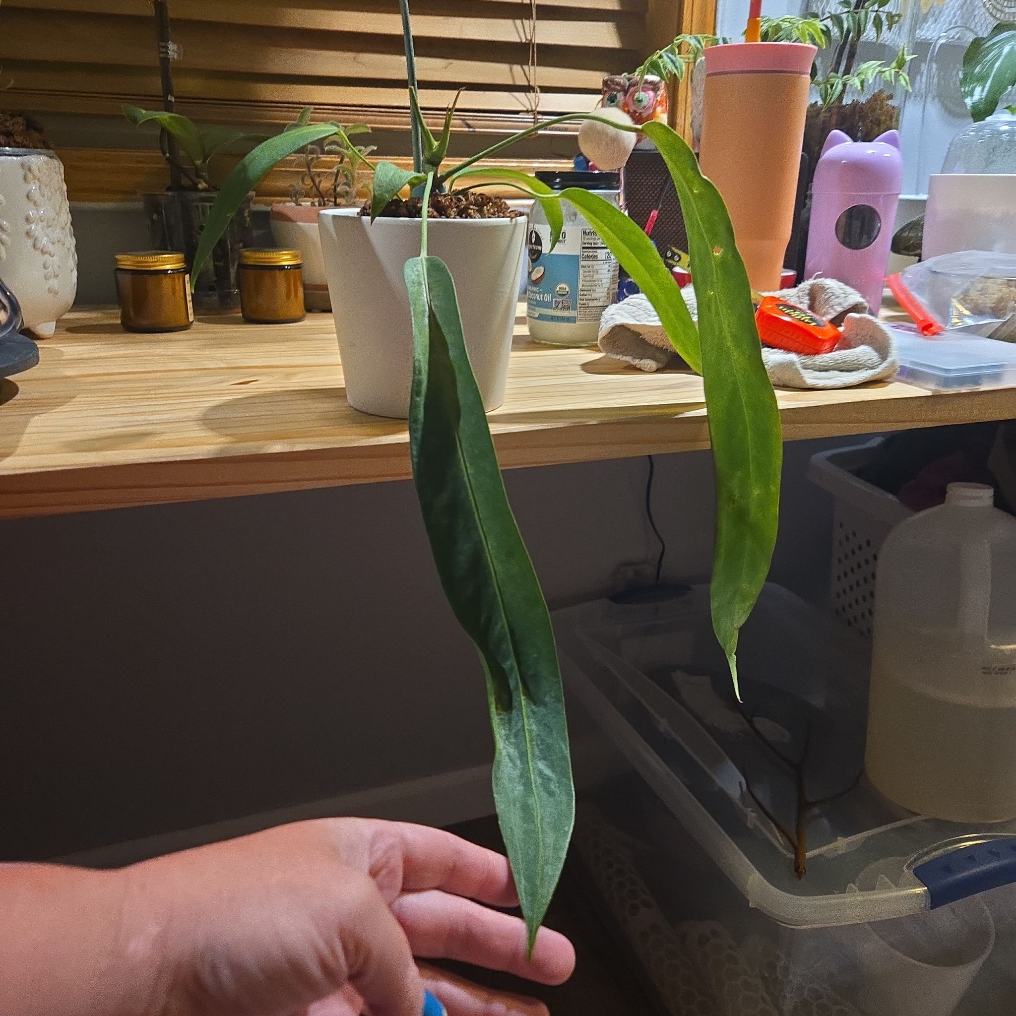 Photo of the plant species Anthurium Wendlingeri by @NovaRenatus named Wendy on Greg, the plant care app