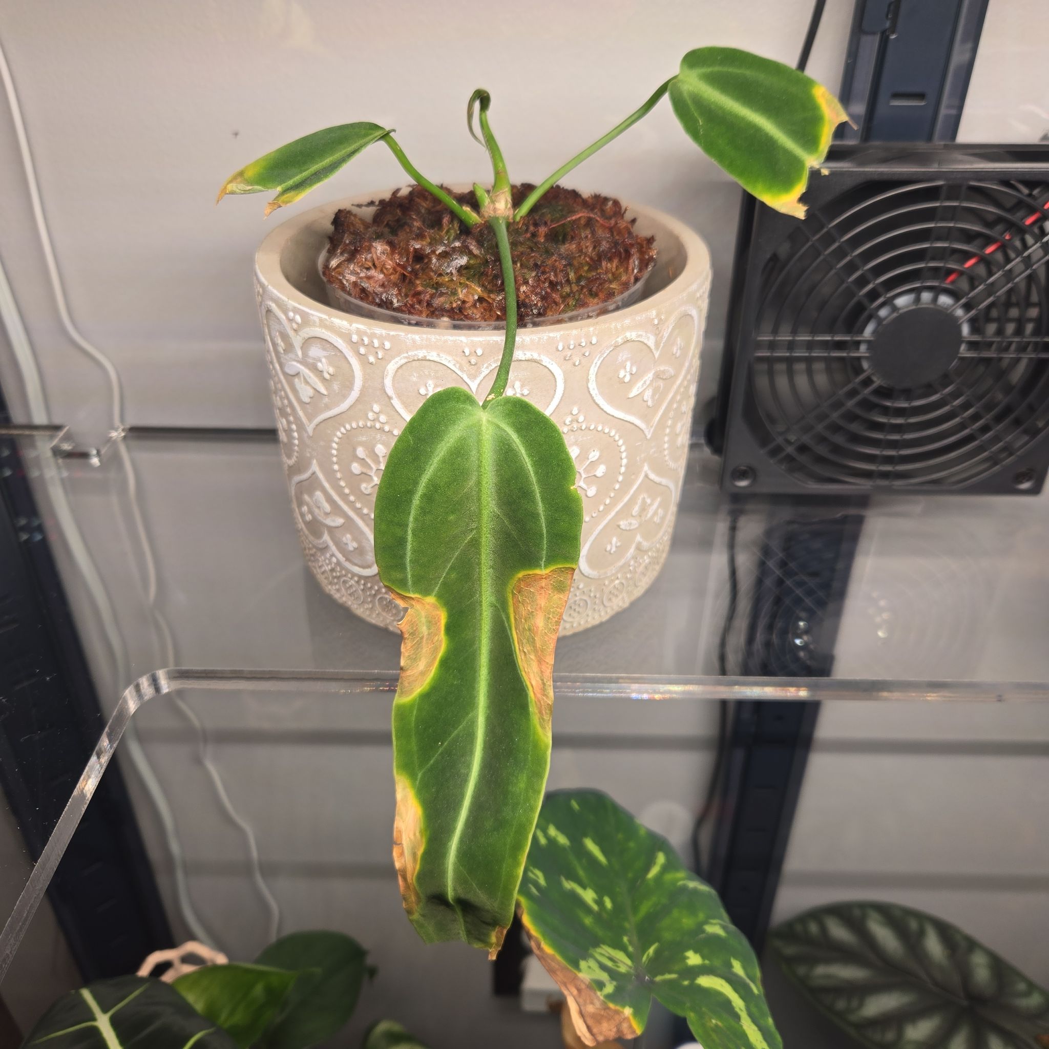 Photo of the plant species Warocqueanum by @NovaRenatus named Wario on Greg, the plant care app