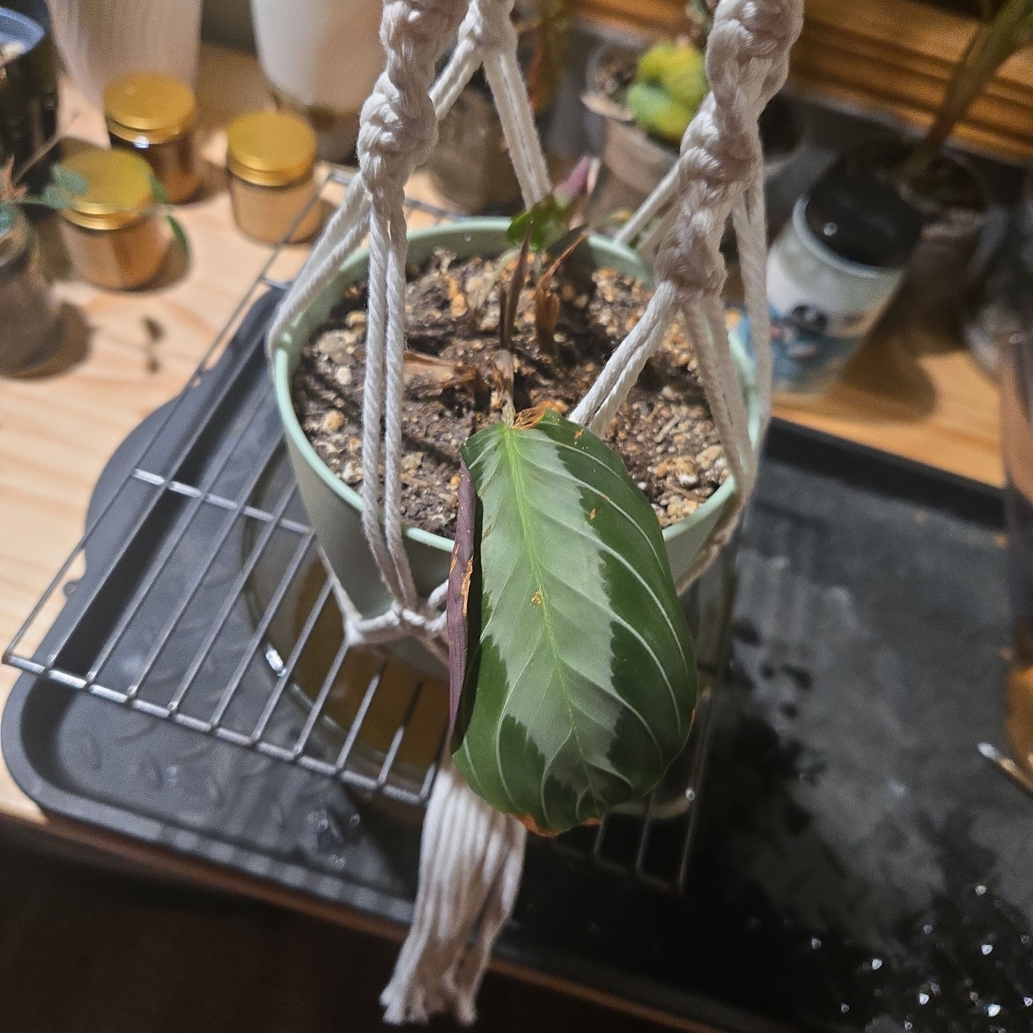 Photo of the plant species Maranta 'Silver Band' by @NovaRenatus named Fernie Mac on Greg, the plant care app