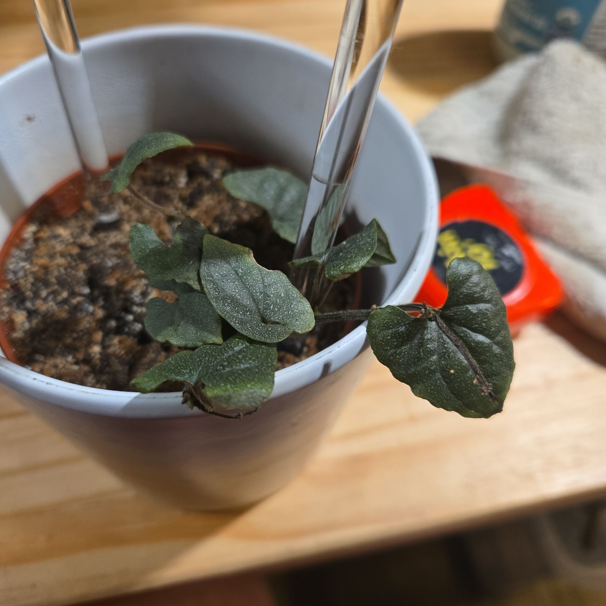 Photo of the plant species Ornamental Pepper by @NovaRenatus named Freckles on Greg, the plant care app