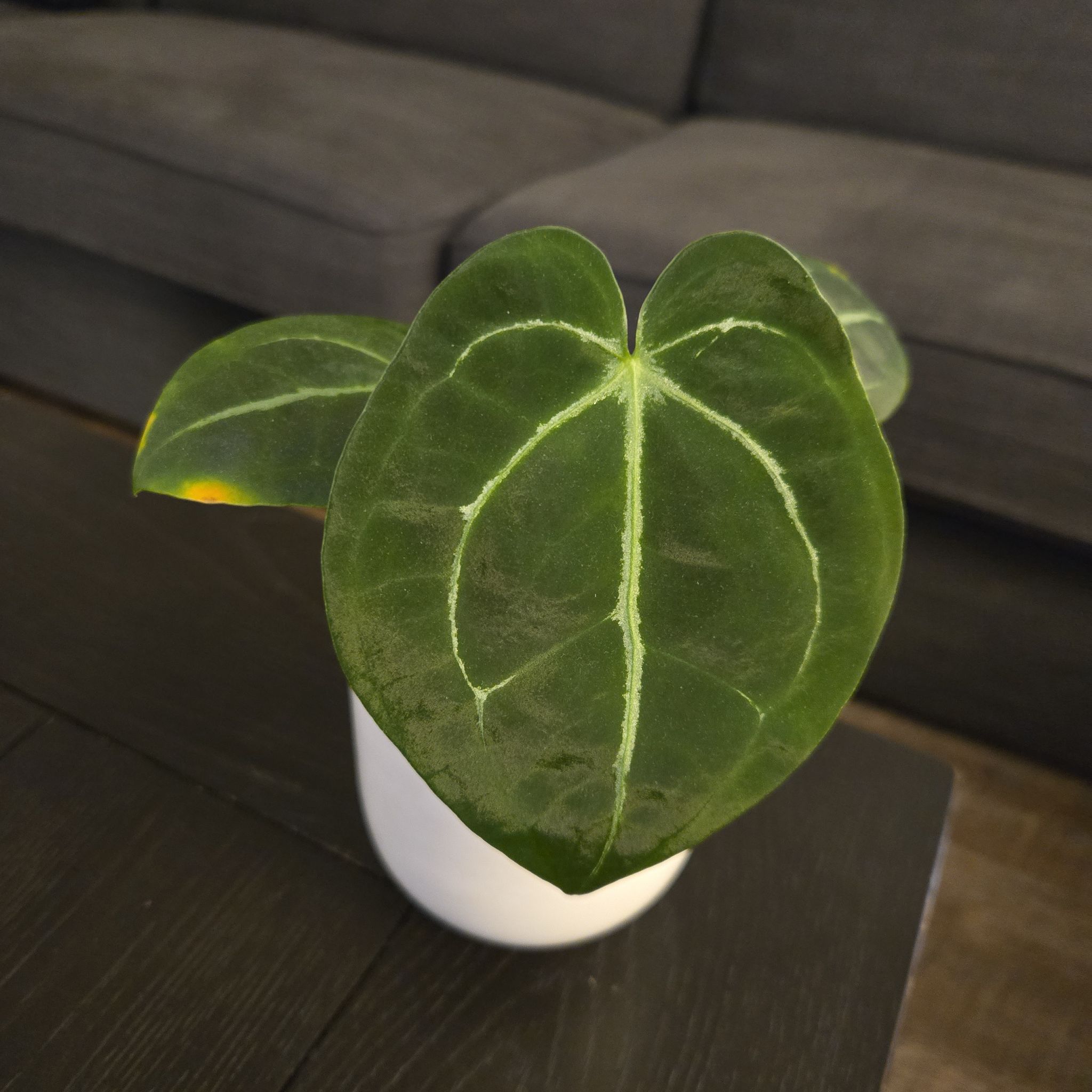 Photo of the plant species Anthurium Crystallinum 'Red' by @NovaRenatus named Demogorgon (NSE Red Crystal x MF Forgeti) on Greg, the plant care app
