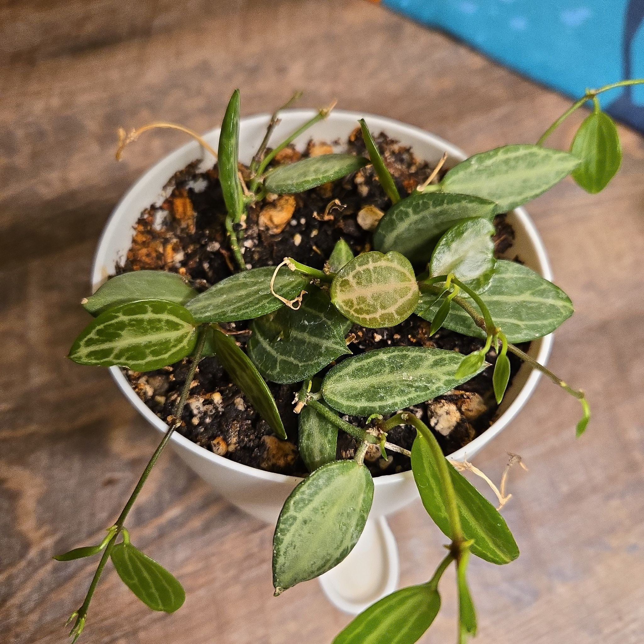 Photo of the plant species Watermelon Dischidia by @NovaRenatus named Planty on Greg, the plant care app