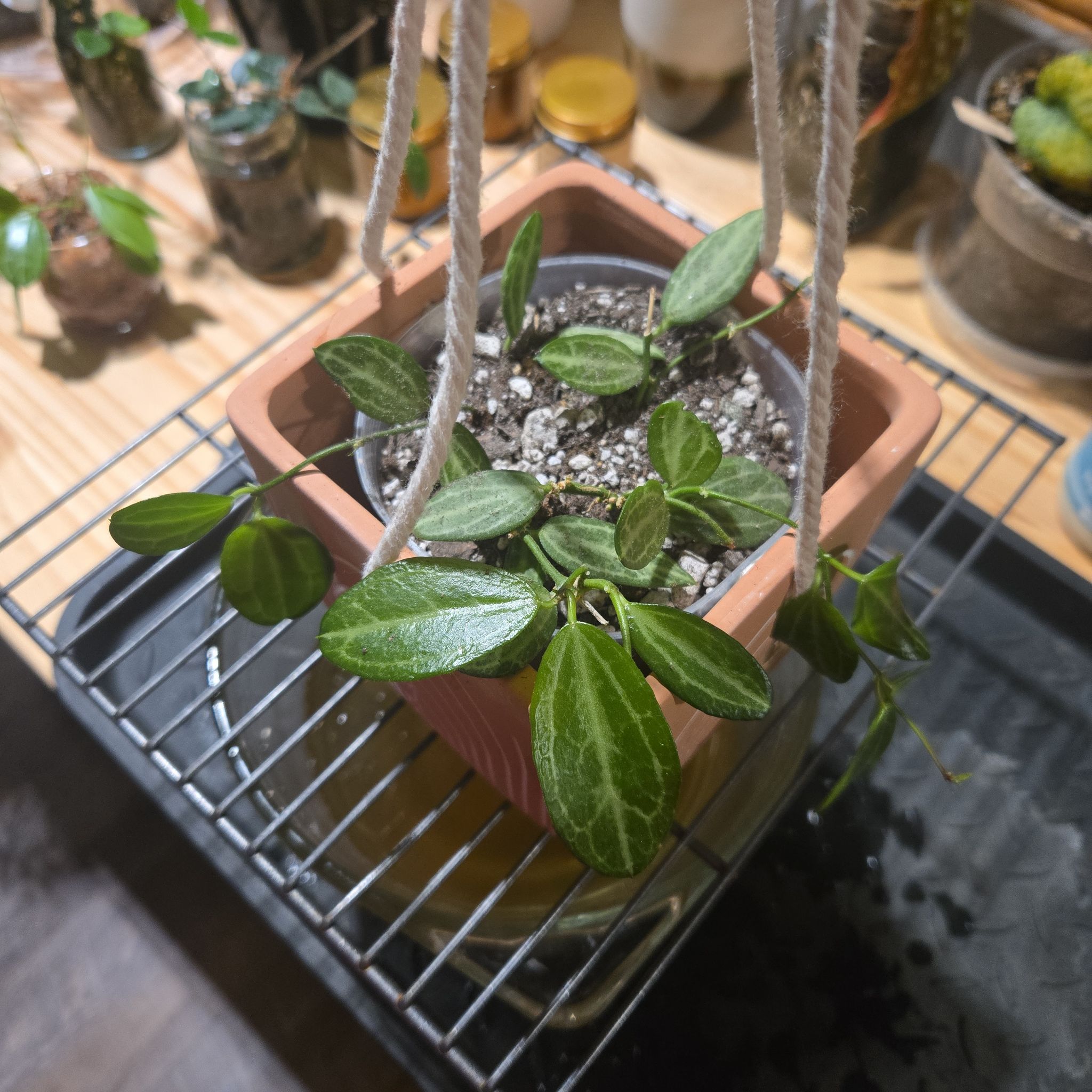 Photo of the plant species Watermelon Dischidia by @NovaRenatus named Planty on Greg, the plant care app