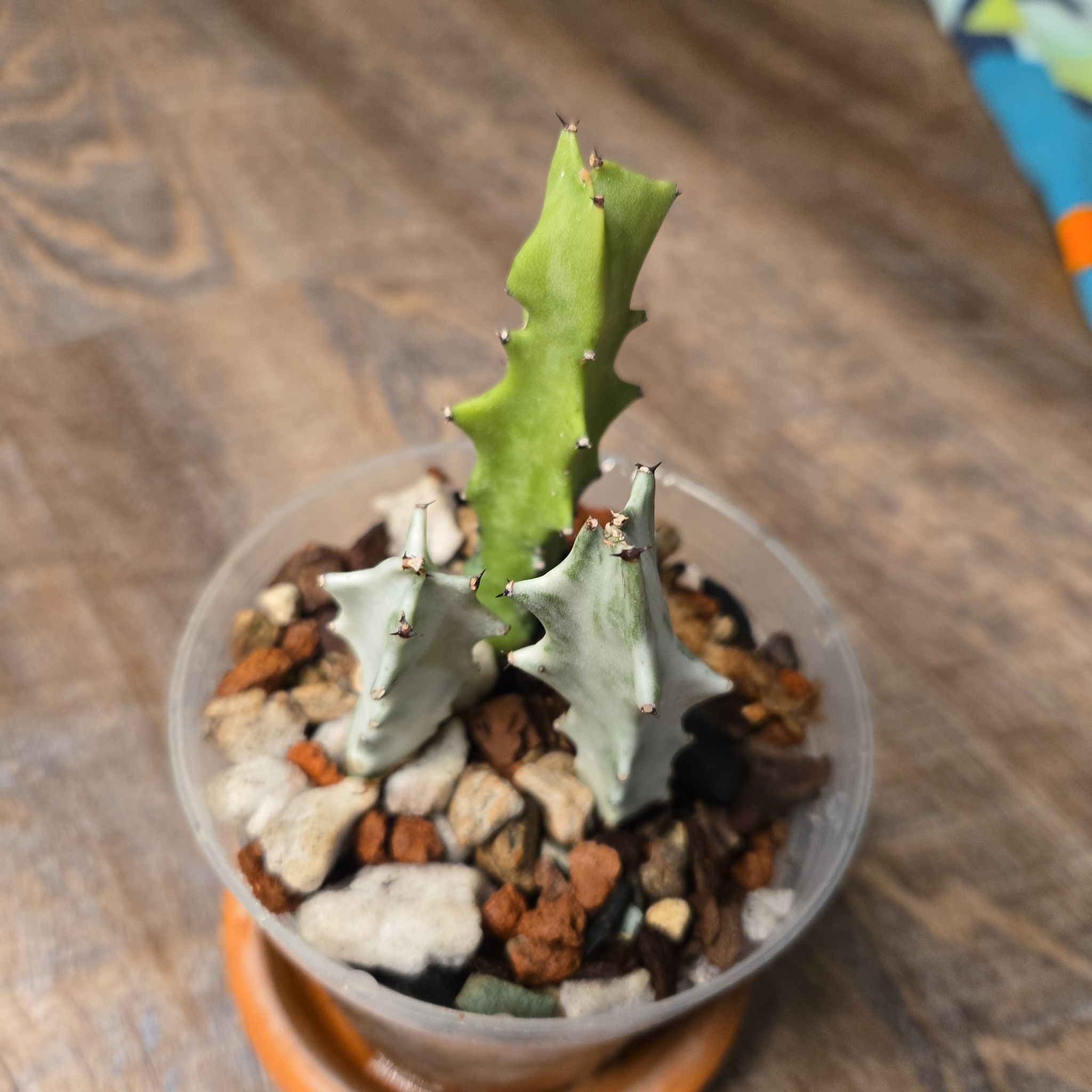 Photo of the plant species White Ghost Euphorbia by @NovaRenatus named Ronaldo on Greg, the plant care app