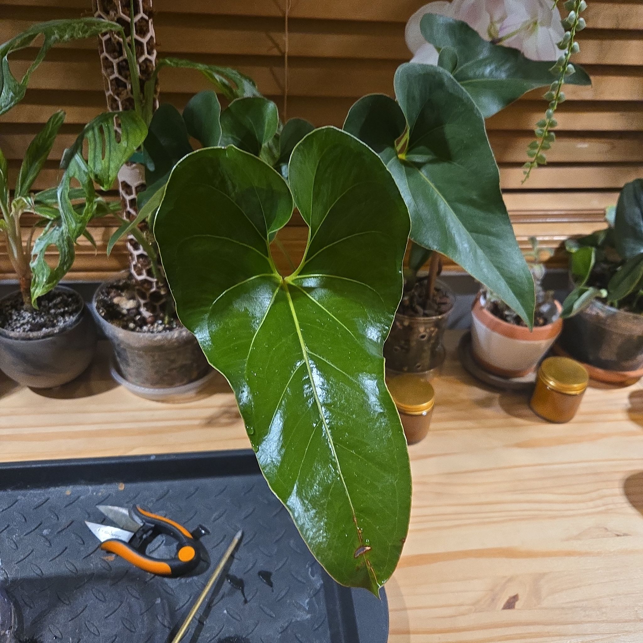 Photo of the plant species brownii by @NovaRenatus named Mr. Brown on Greg, the plant care app