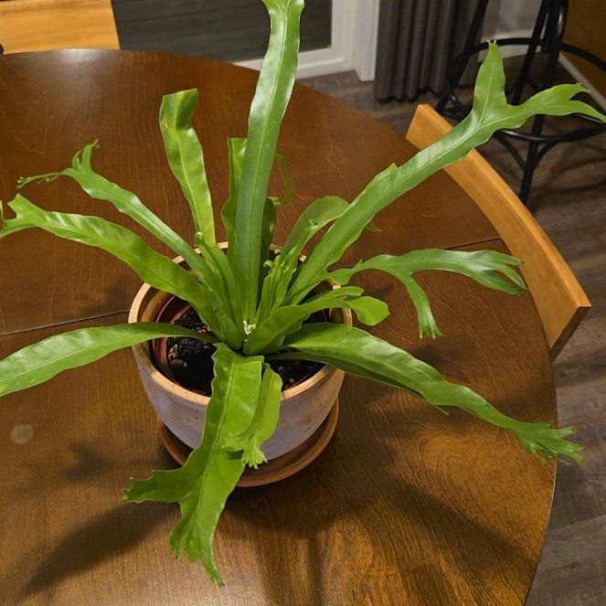 Photo of the plant species Green Flame by @NovaRenatus named Nithin on Greg, the plant care app