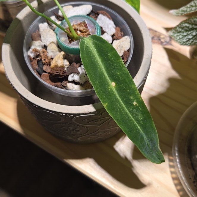 Photo of the plant species Warocqueanum by @NovaRenatus named Wario on Greg, the plant care app