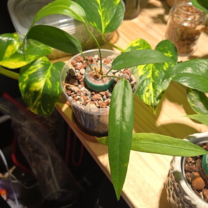 Photo of the plant species Anthurium Wendlingeri by @NovaRenatus named Wendy on Greg, the plant care app