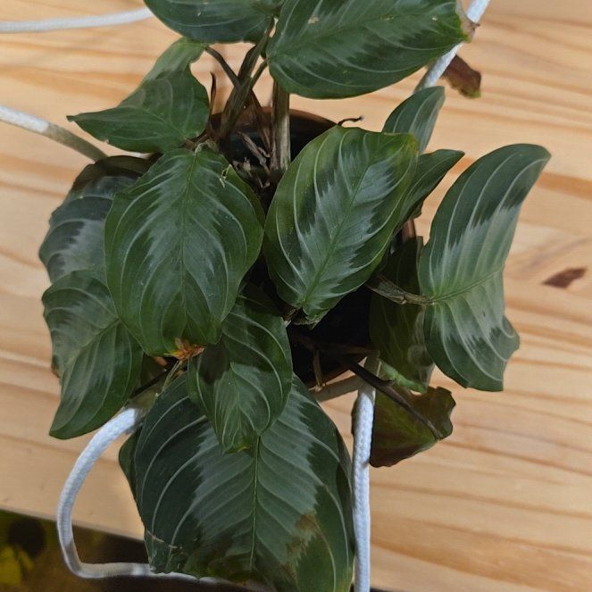 Photo of the plant species Maranta 'Silver Band' by @NovaRenatus named Fernie Mac on Greg, the plant care app