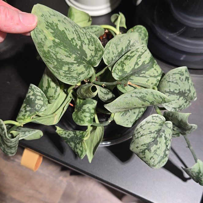 Photo of the plant species Scindapsus by @NovaRenatus named Green Anaconda on Greg, the plant care app