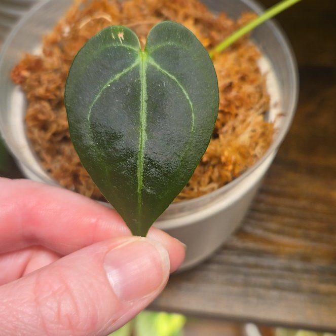 Photo of the plant species Anthurium Crystallinum 'Red' by @NovaRenatus named Demogorgon (NSE Red Crystal x MF Forgeti) on Greg, the plant care app