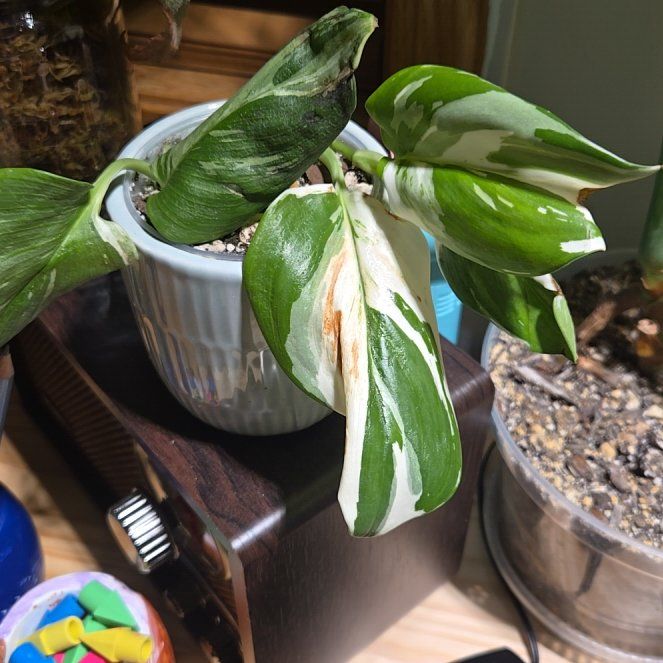 Photo of the plant species Trubii Moonlight Albo by @NovaRenatus named Creamsicle on Greg, the plant care app