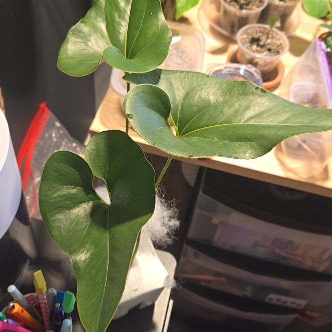 Photo of the plant species brownii by @NovaRenatus named Mr. Brown on Greg, the plant care app