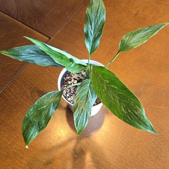 Photo of the plant species Variegated Peace Lily by @NovaRenatus named Lela on Greg, the plant care app