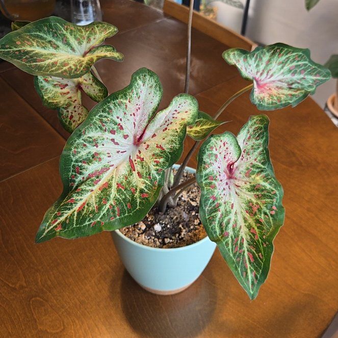 Photo of the plant species Fiesta Caladium by @NovaRenatus named Heart and Soul on Greg, the plant care app