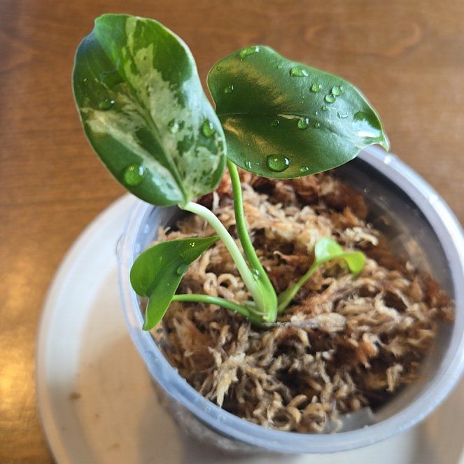 Photo of the plant species Monstera deliciosa 'Bulbosaur' by @NovaRenatus named Bulbosaur on Greg, the plant care app
